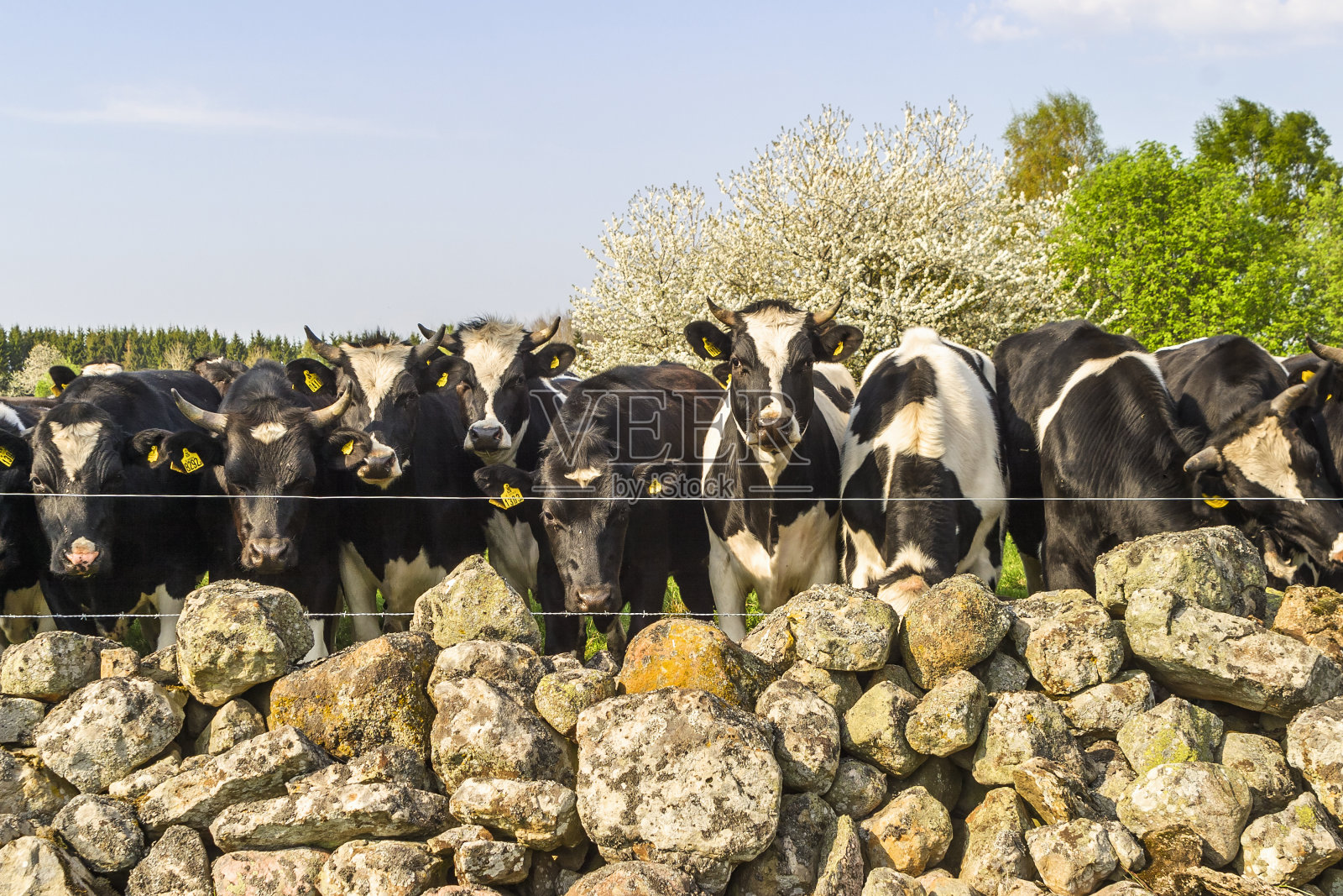 春天在一堵石墙前赶着牛群照片摄影图片