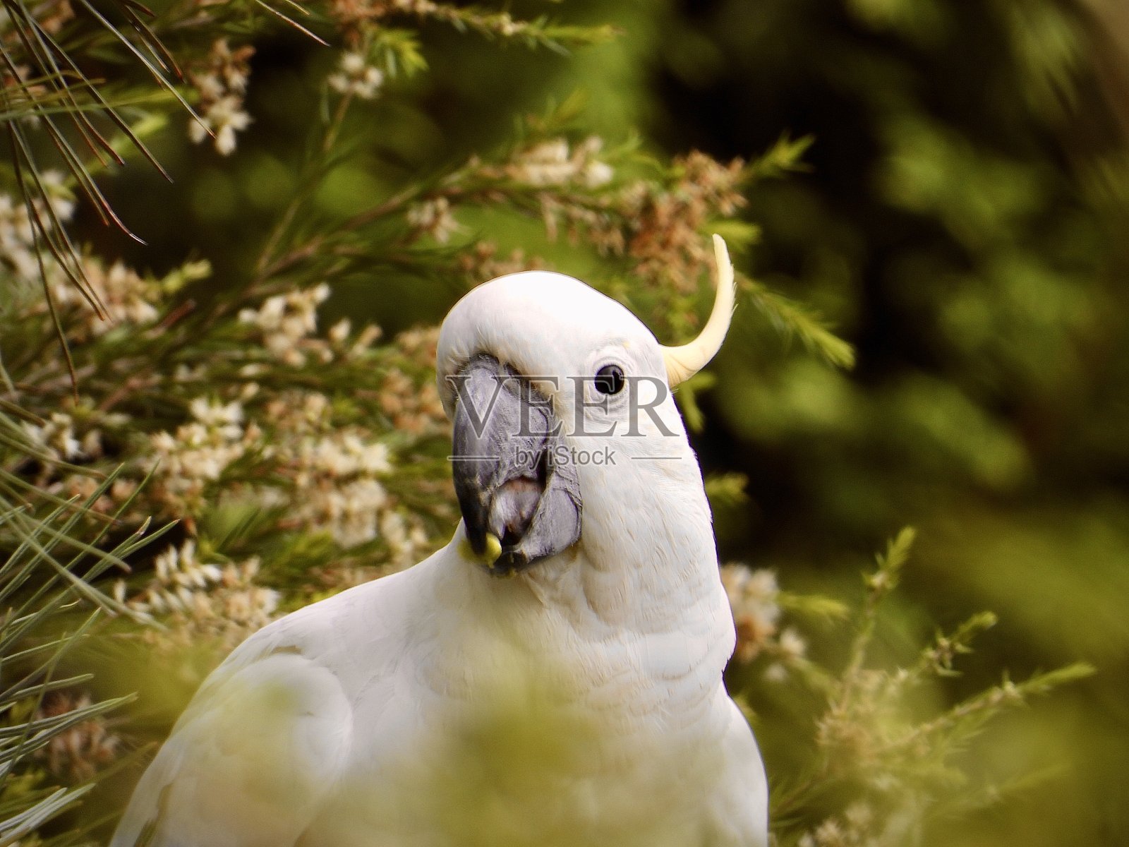 澳大利亚白冠凤头鹦鹉照片摄影图片