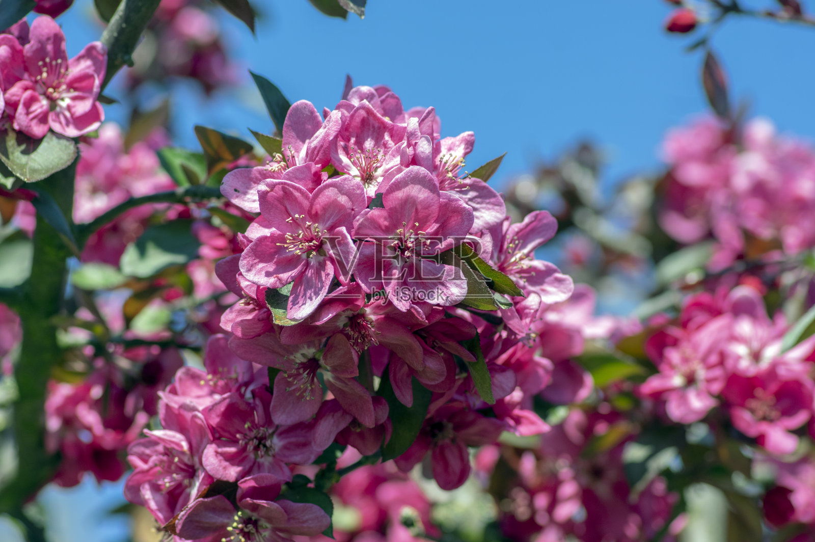 观赏苹果树植物在春季开花，金鸡猩红亮丽的紫粉色花朵盛开，照片摄影图片