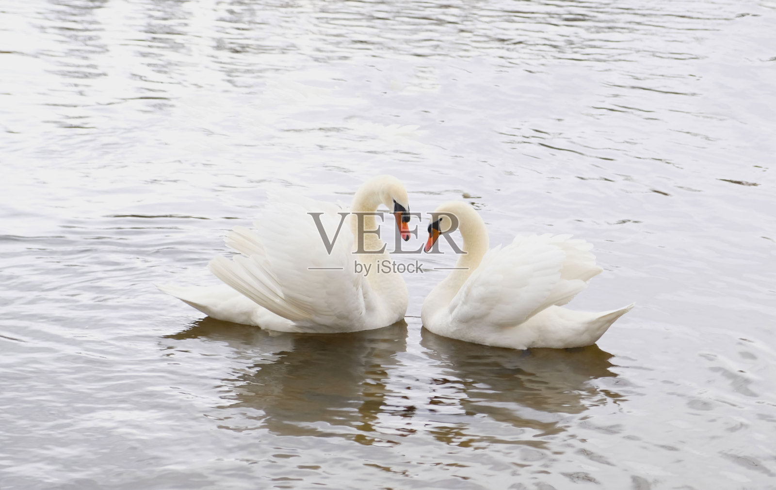 一对白天鹅在水里游泳。象征爱情和忠诚的是两只天鹅做成一个心形。神奇的风景与野生鸟类(天鹅色)。色调图像，横幅，复制空间。照片摄影图片