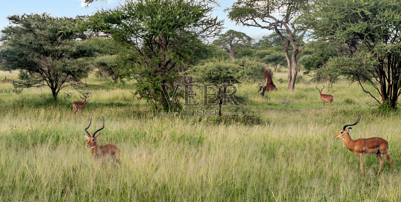 瞪羚在景观照片摄影图片
