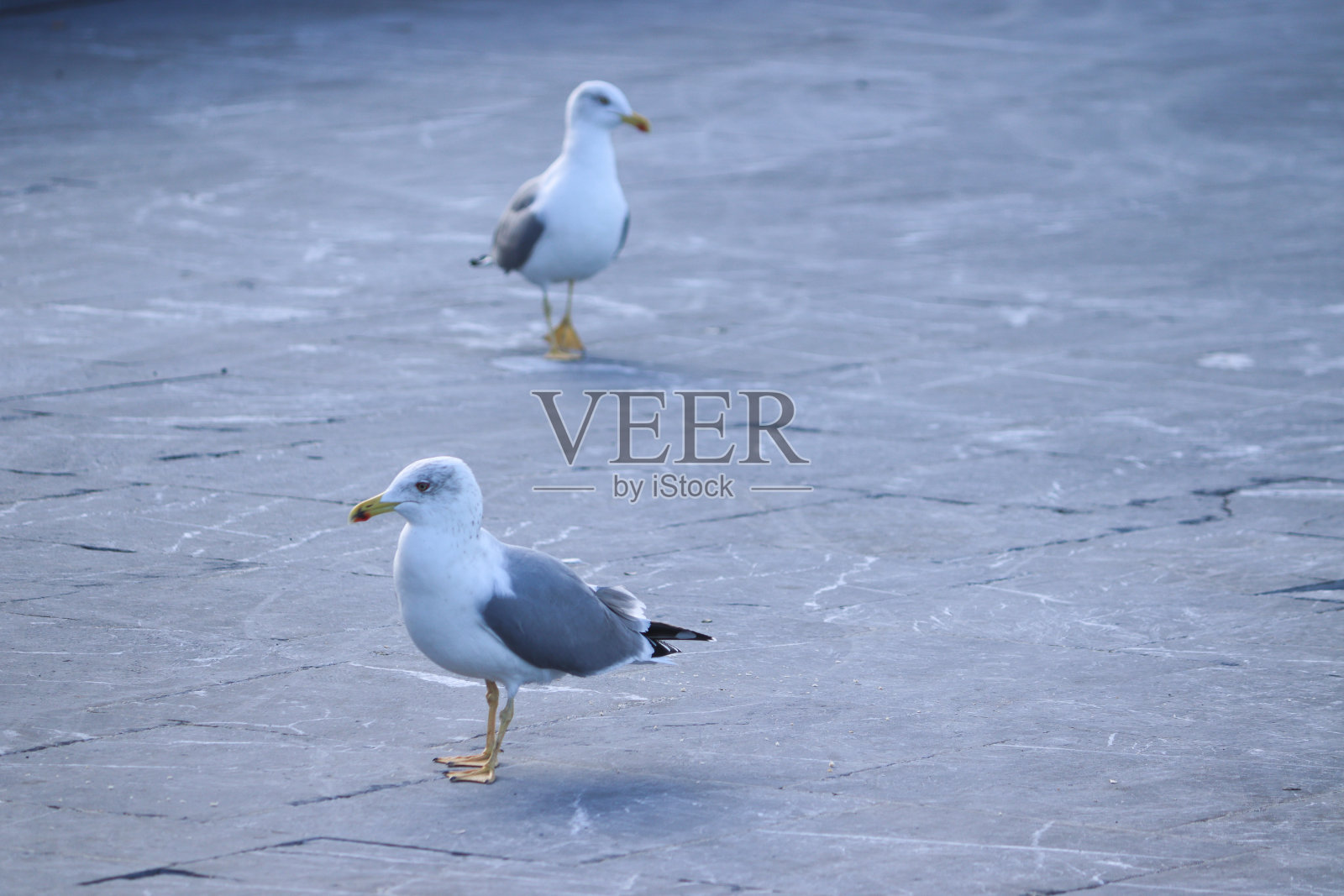 一对海鸥走在街上照片摄影图片