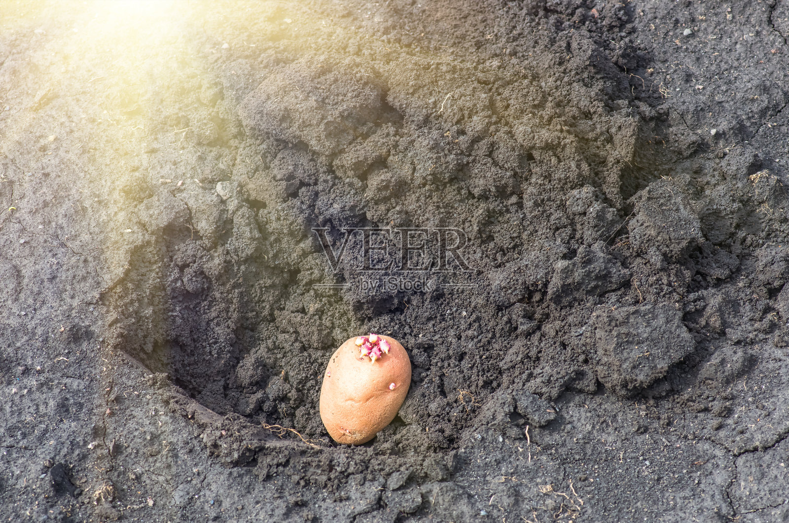 在土地上发芽的土豆，农业背景照片摄影图片