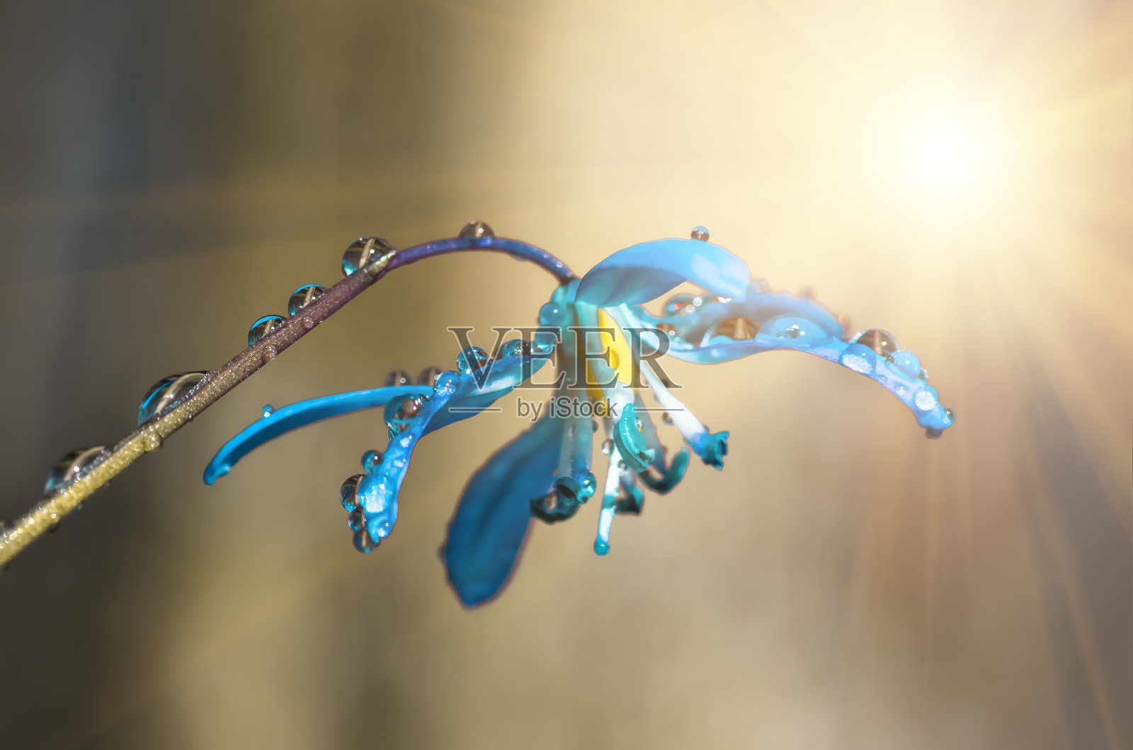 蓝色的花，春天的雪花莲照片摄影图片