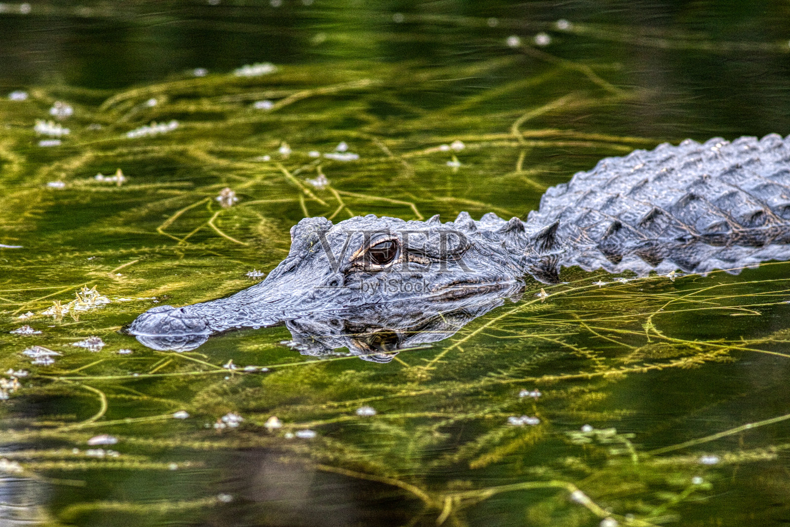 大沼泽地国家公园里的美洲短吻鳄照片摄影图片
