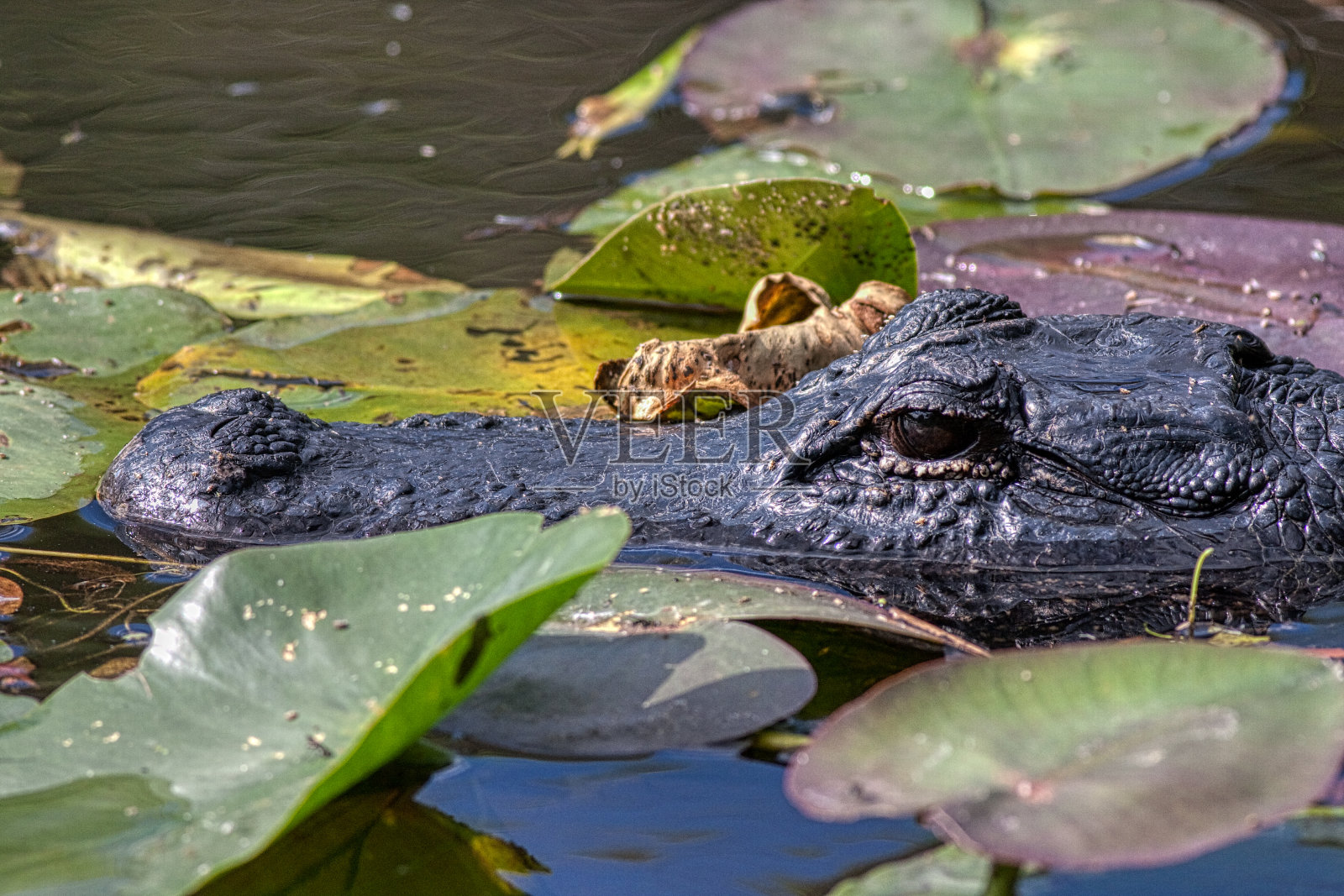 大沼泽地国家公园里的美洲短吻鳄照片摄影图片