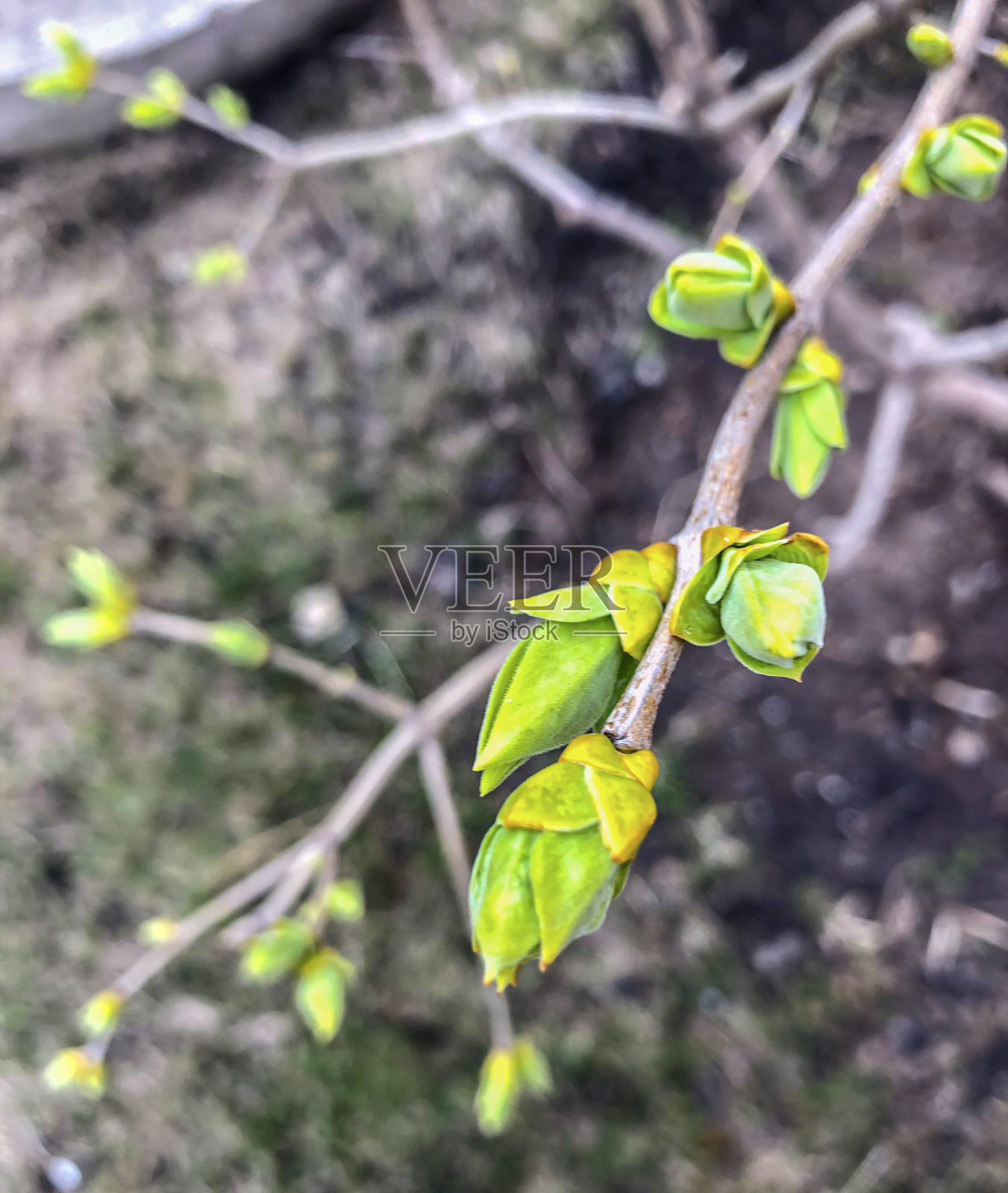 早春时节，花园里苹果树的枝头上开满了嫩叶照片摄影图片