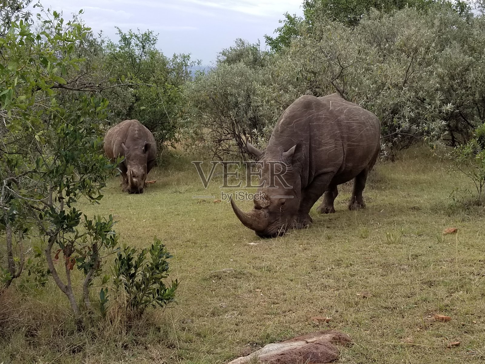 非洲赤道平原动物的头拍照片摄影图片