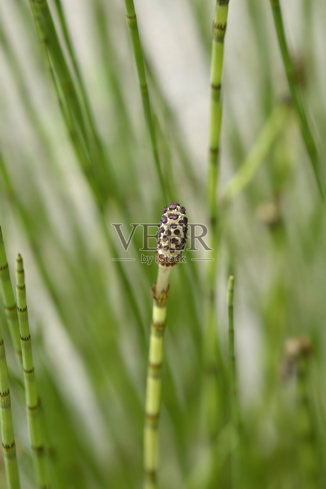 水马尾照片摄影图片