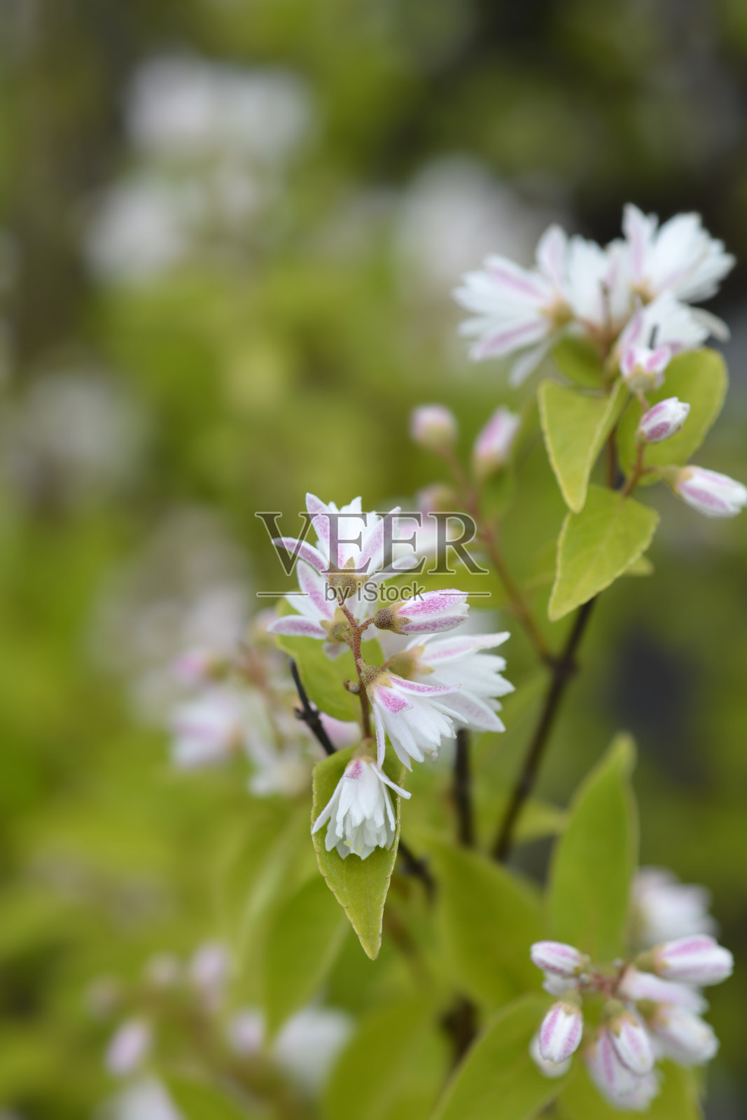 溲疏属植物杂交照片摄影图片