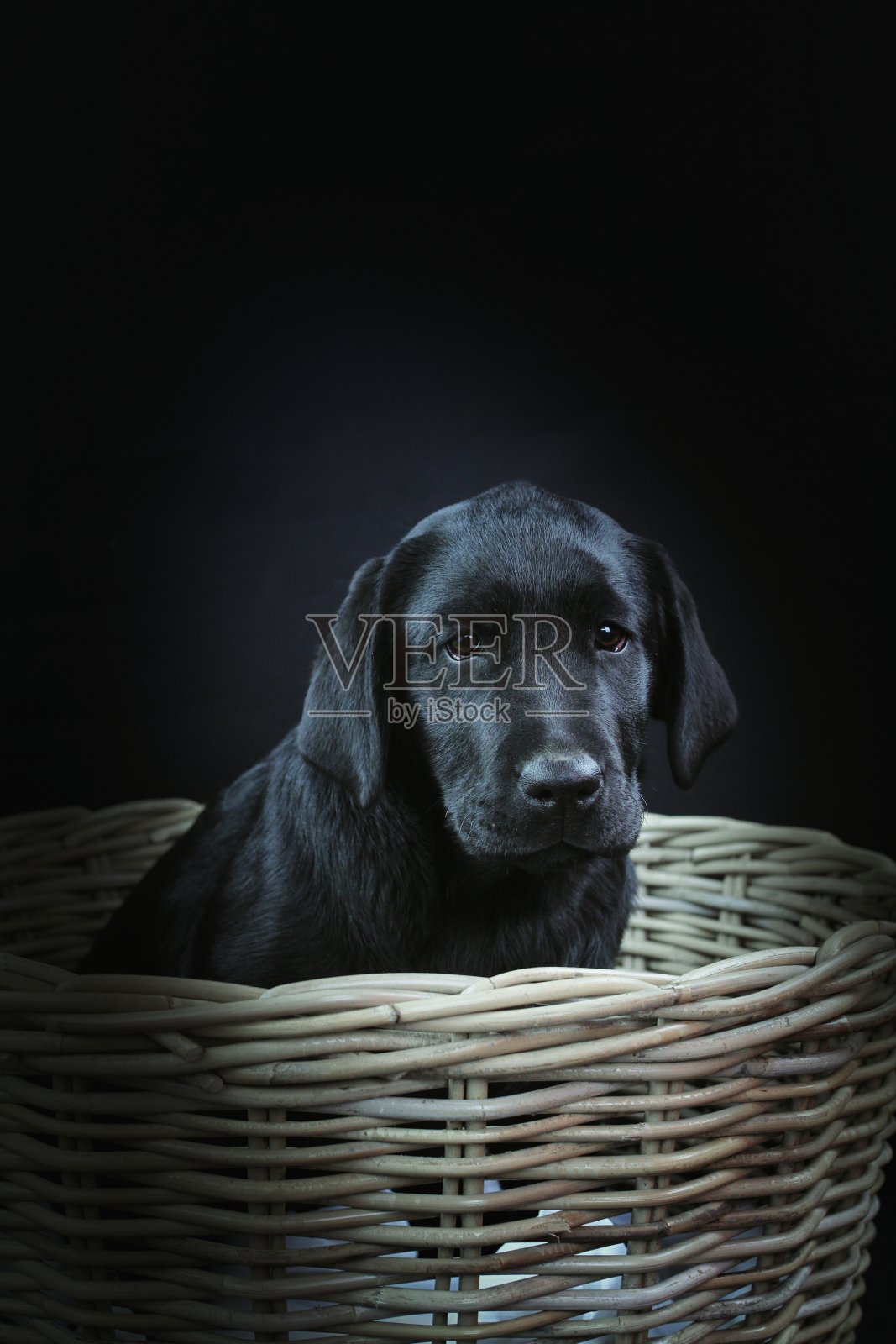 拉布拉多小狗工作室在黑色的背景照片摄影图片