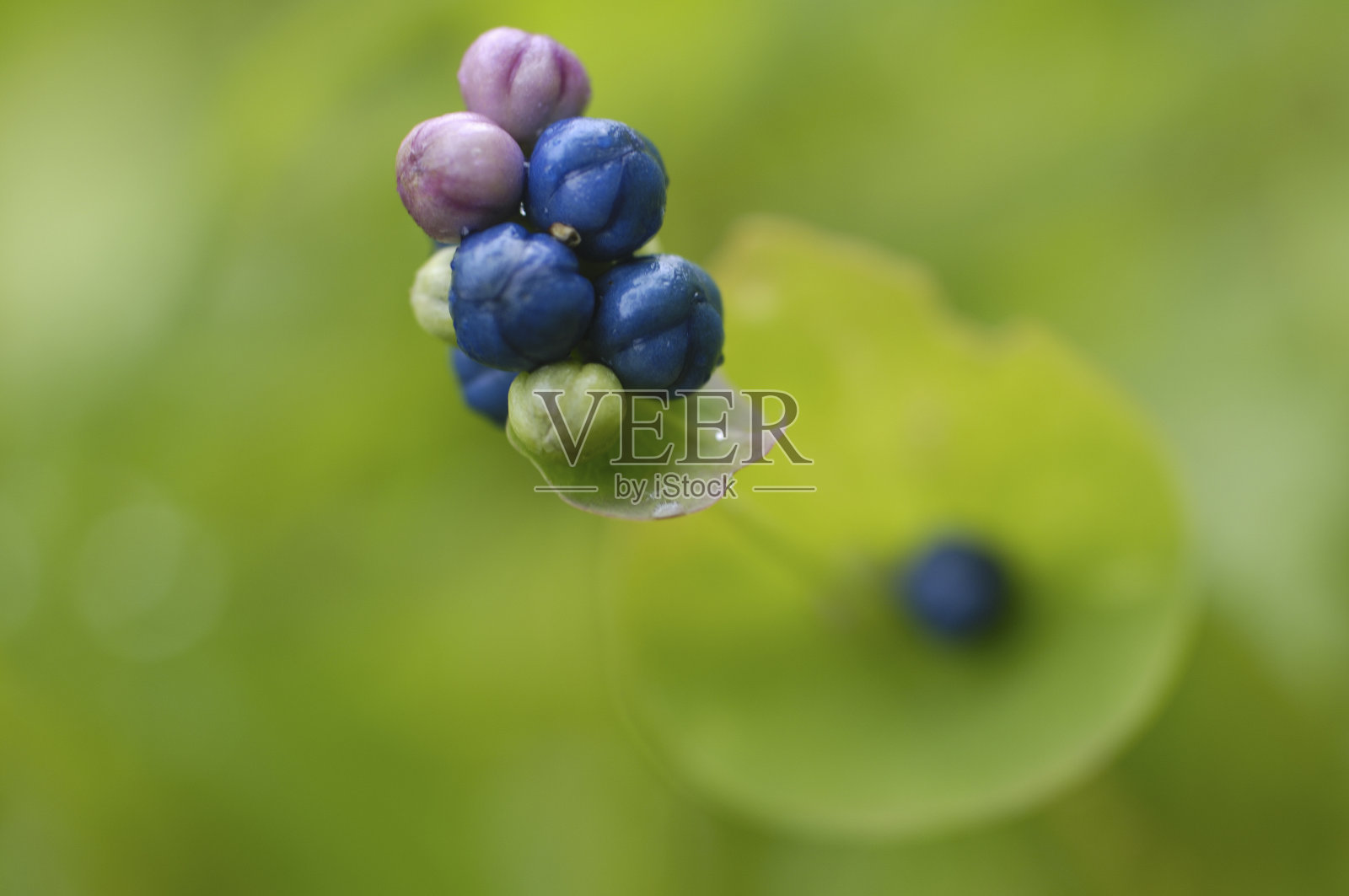 植物的果实照片摄影图片