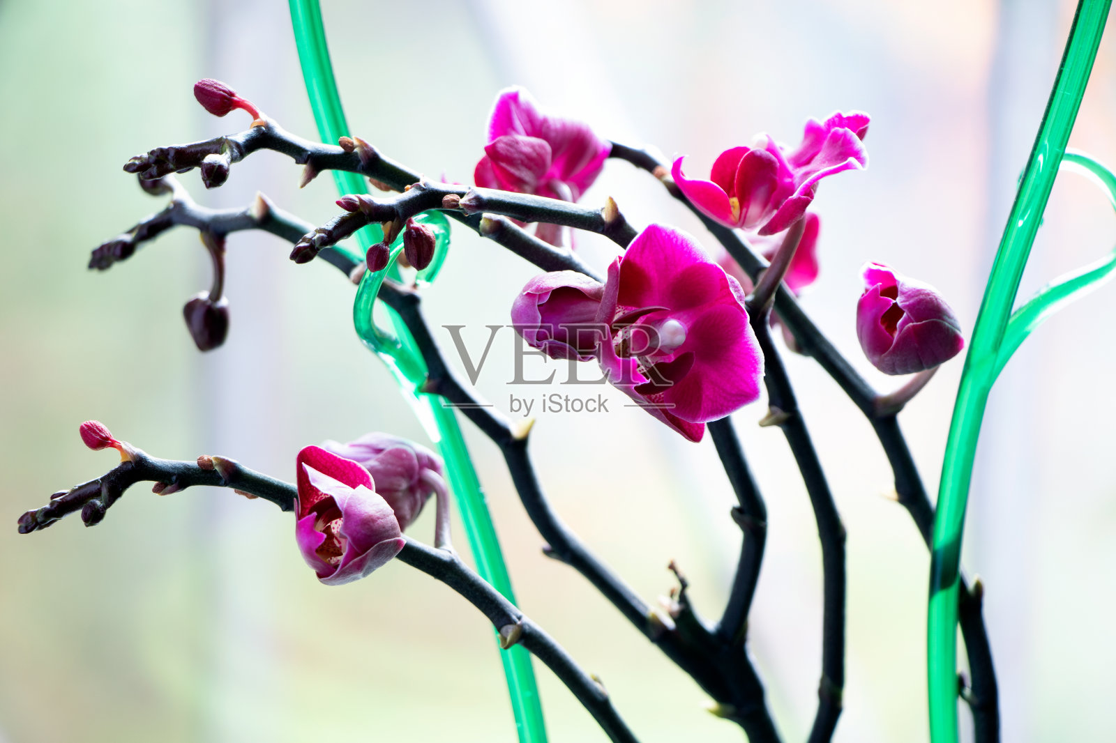 兰花的花朵。粉色orchid.Orchidaceae。房子植物。兰花的分支照片摄影图片