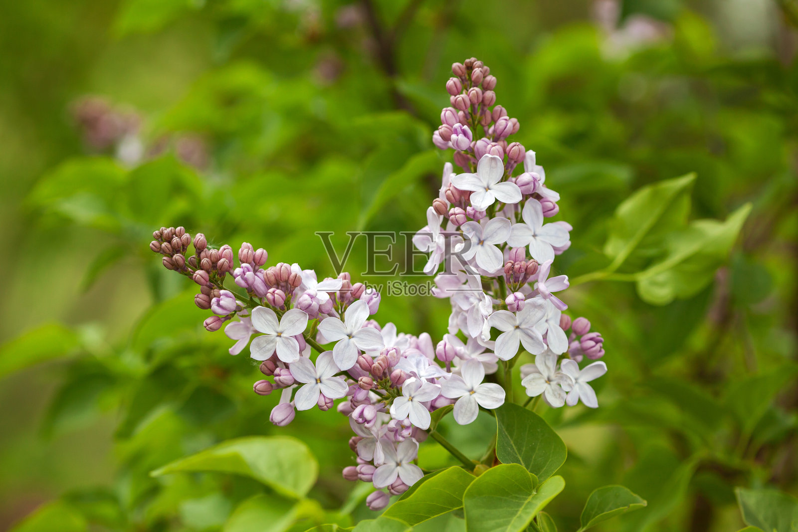 普通丁香(紫丁香)品种照片摄影图片