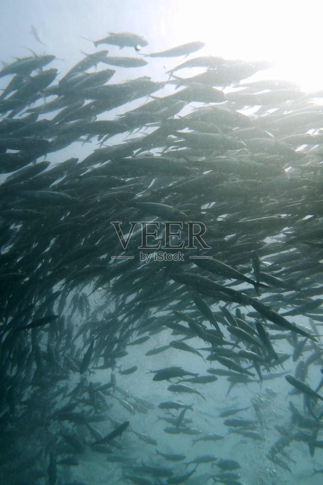 西巴丹马布尔水下的鱼群照片摄影图片