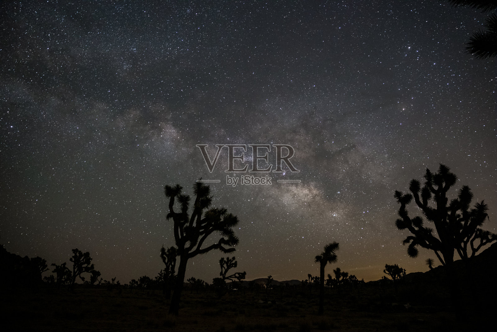 沙漠夜空与约书亚树下的银河和星星照片摄影图片
