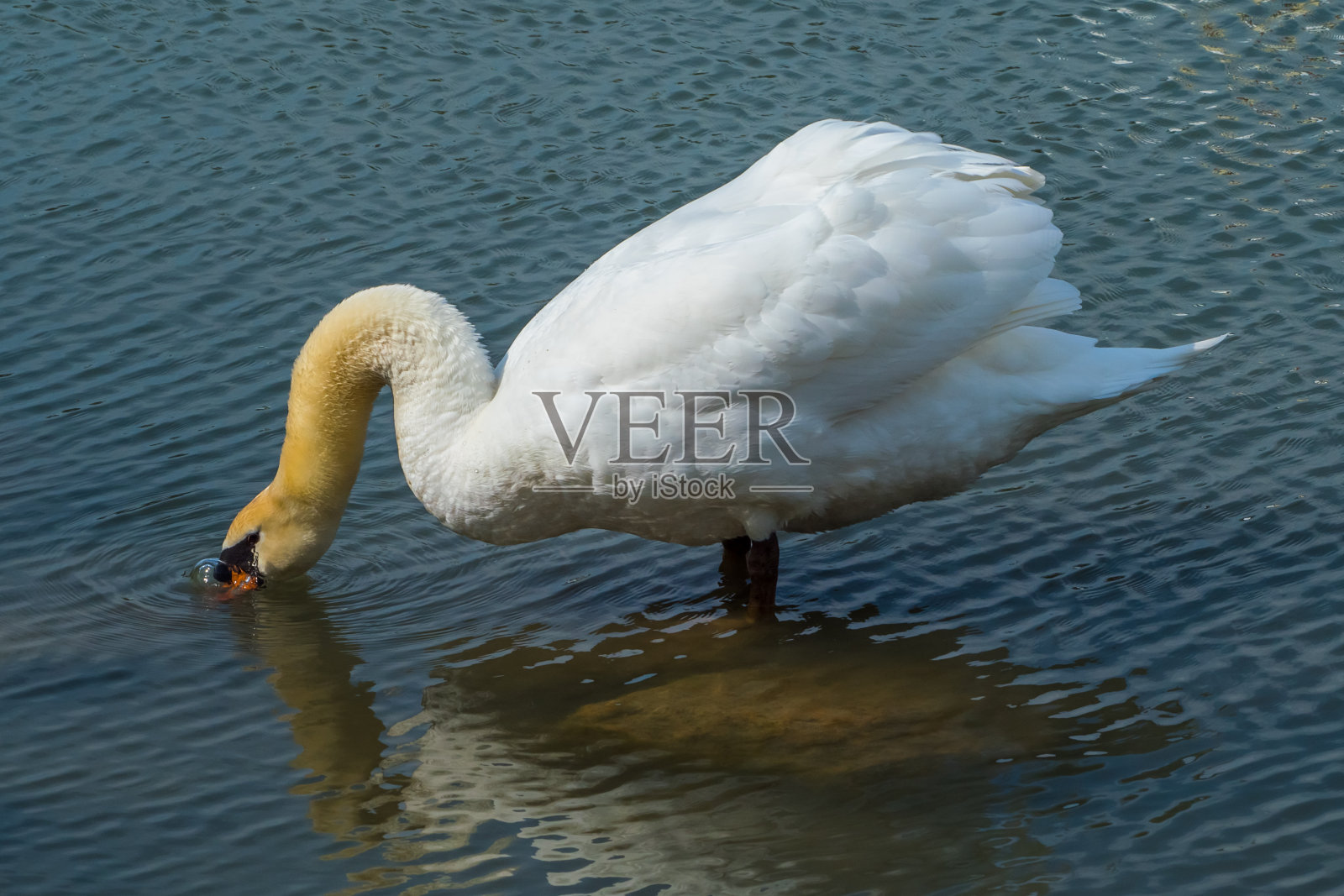 湖面上的白天鹅照片摄影图片