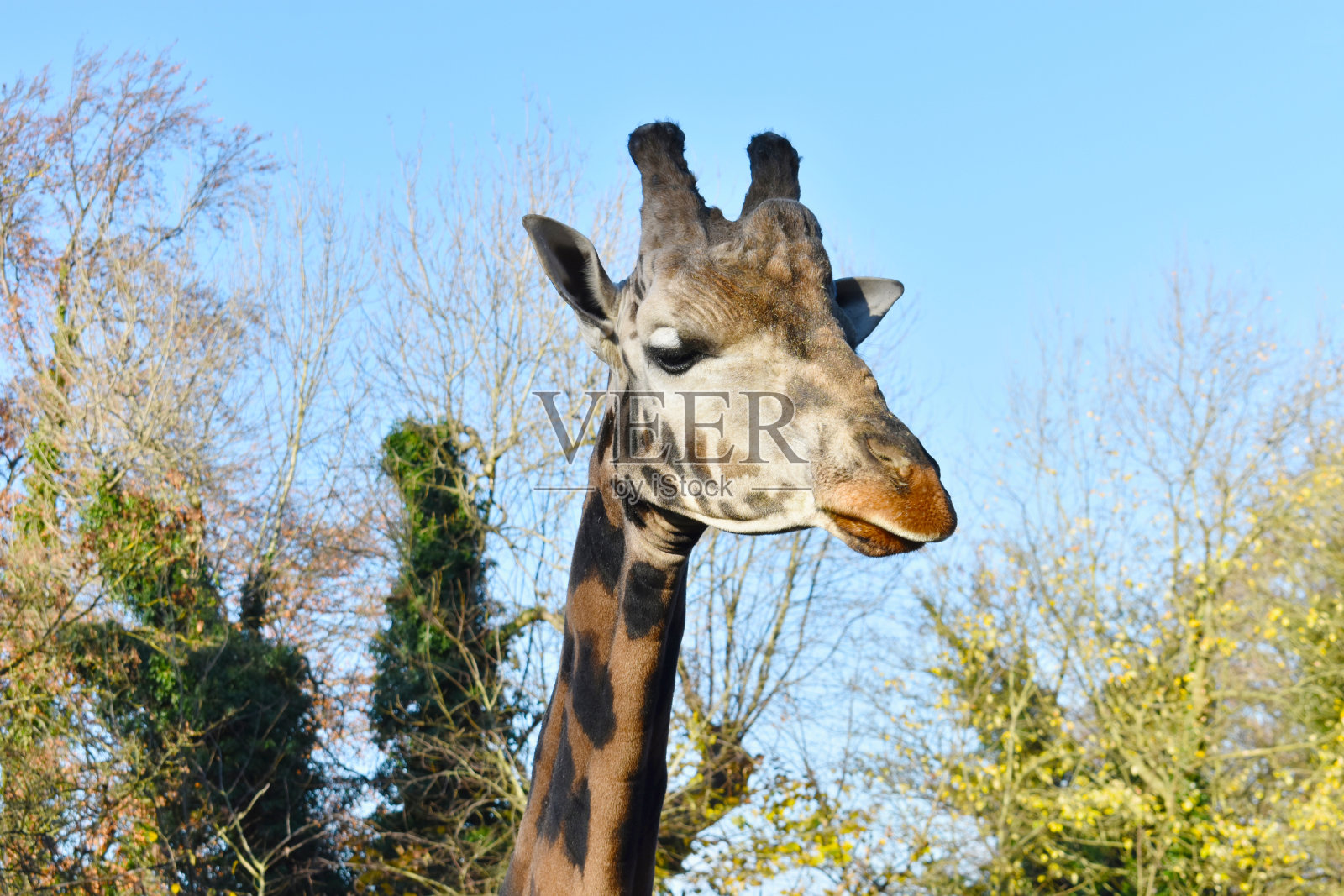 长颈鹿的头和脖子的特写，直立着，照片摄影图片