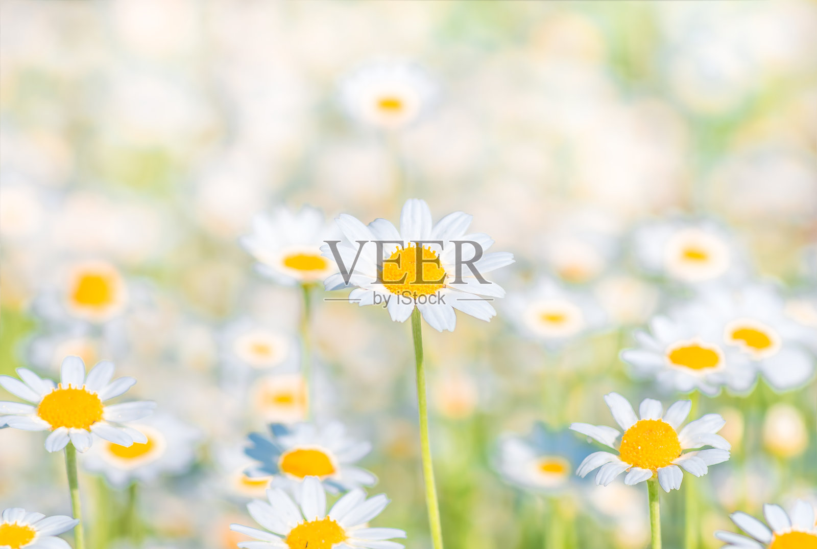 洋甘菊田边花。背景照片摄影图片