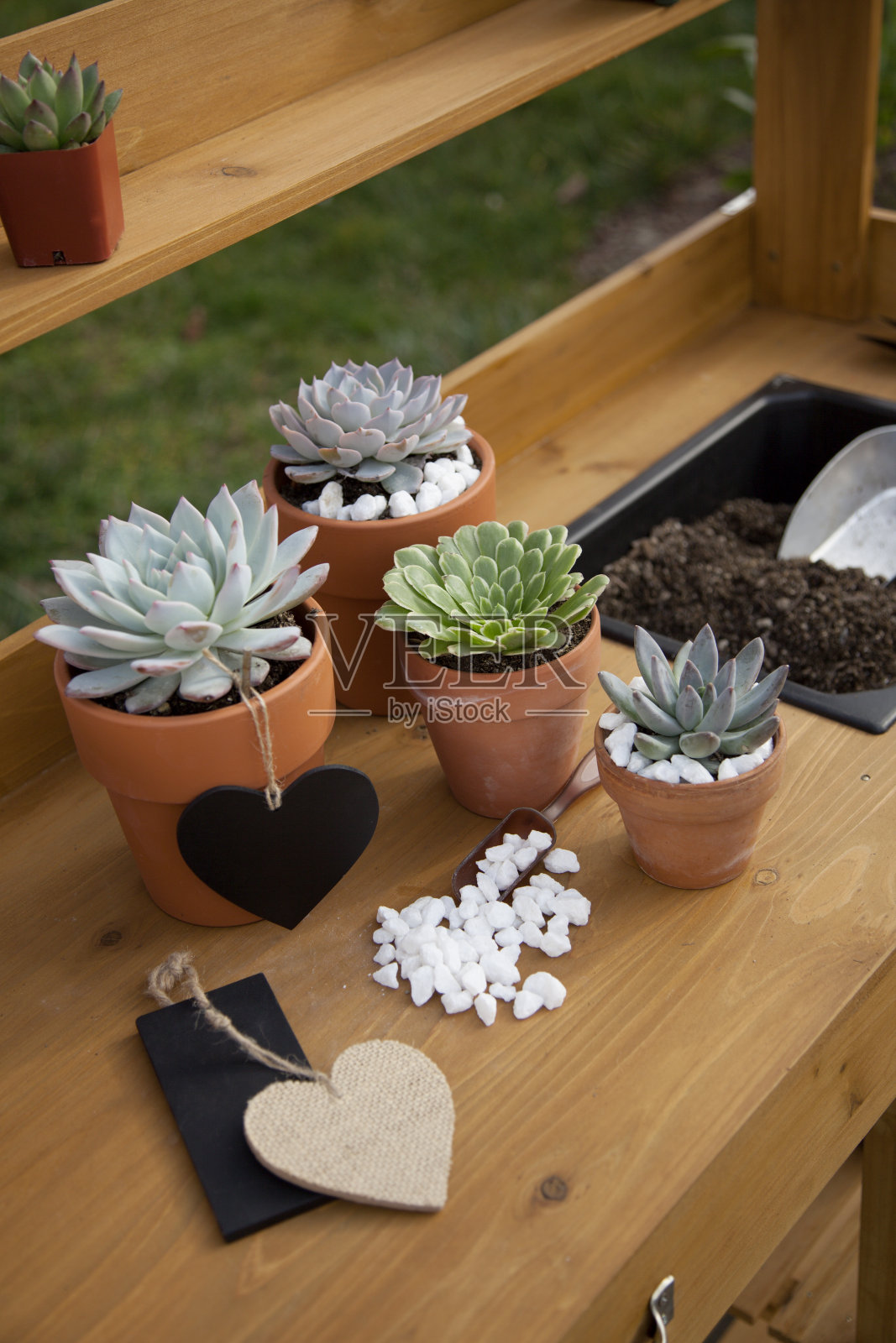 花园长凳上的肉质植物照片摄影图片