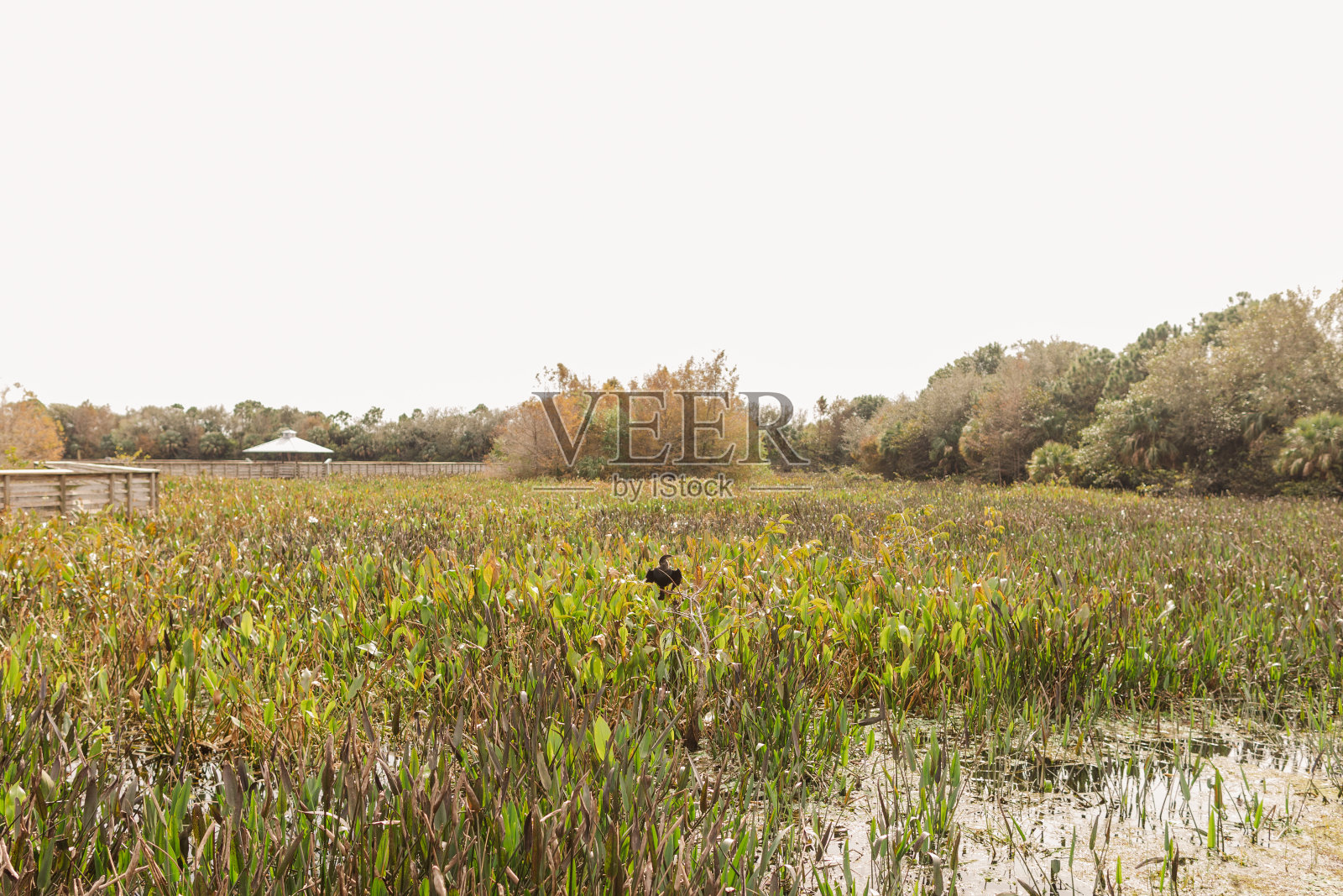 2021年1月，佛罗里达州西博因顿海滩的自然景观照片摄影图片