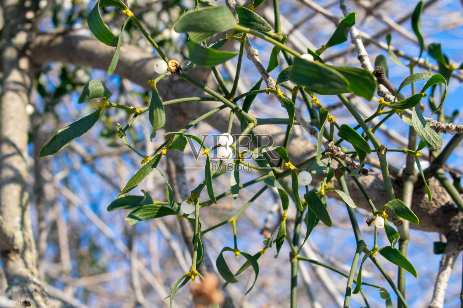 冬天的槲寄生在阳光下与成熟的浆果特写照片摄影图片