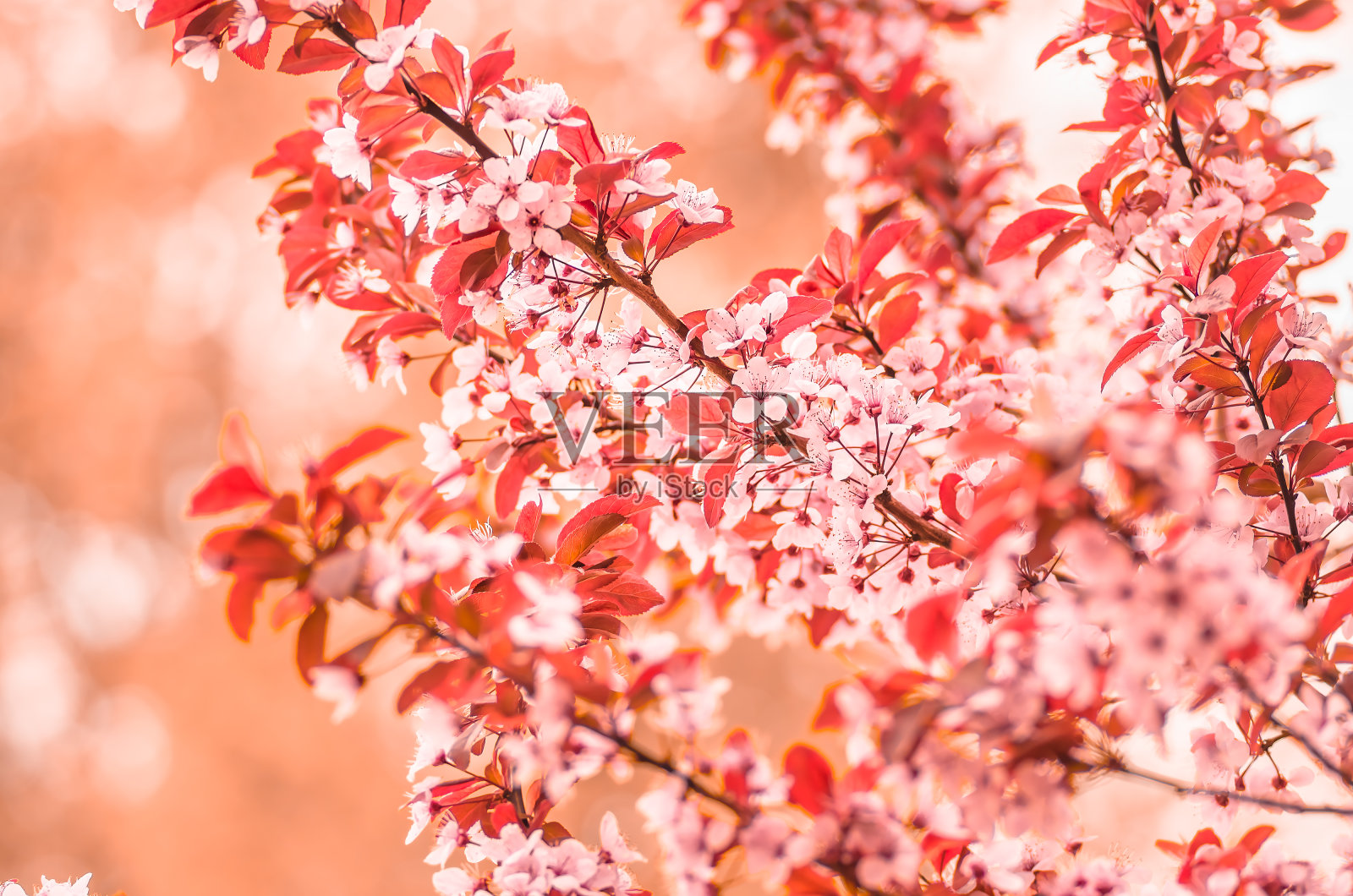 樱花和幼叶的樱桃木樱花照片摄影图片