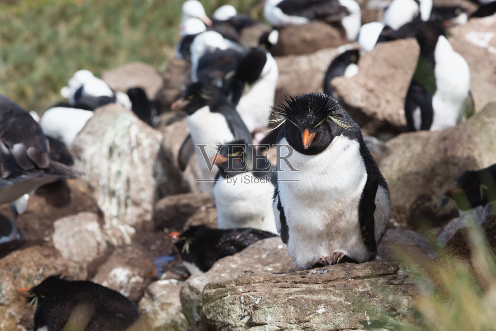 福克兰群岛的跳岩企鹅(Eudyptes chrysocome)照片摄影图片