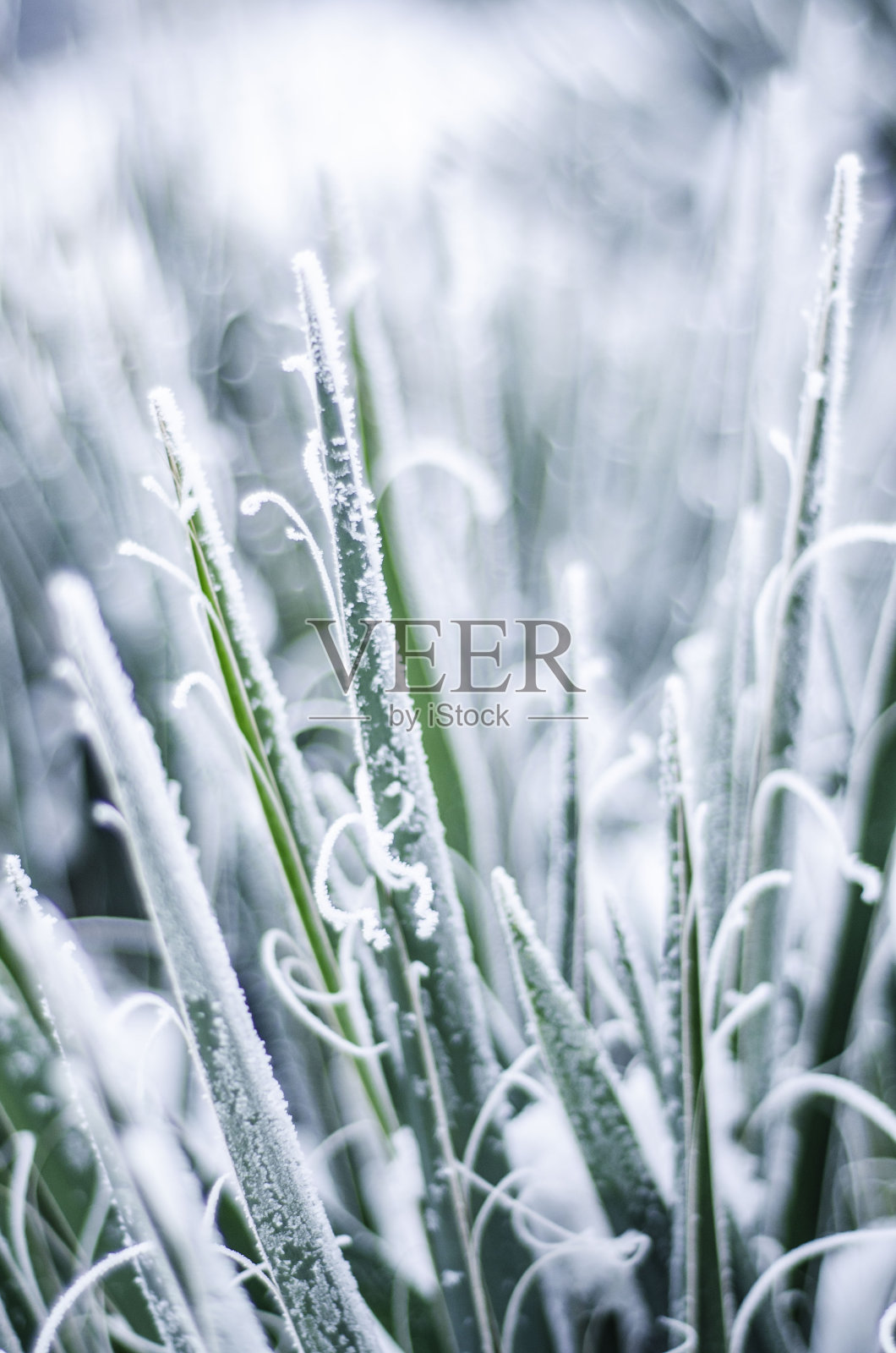 冬天的植物照片摄影图片