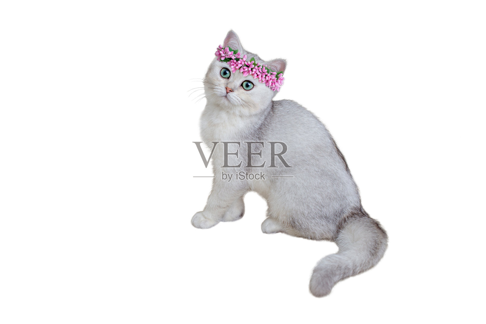 美丽的灰色小猫5个月大的英国品种，粉红色的花冠坐在白色的背景。照片摄影图片