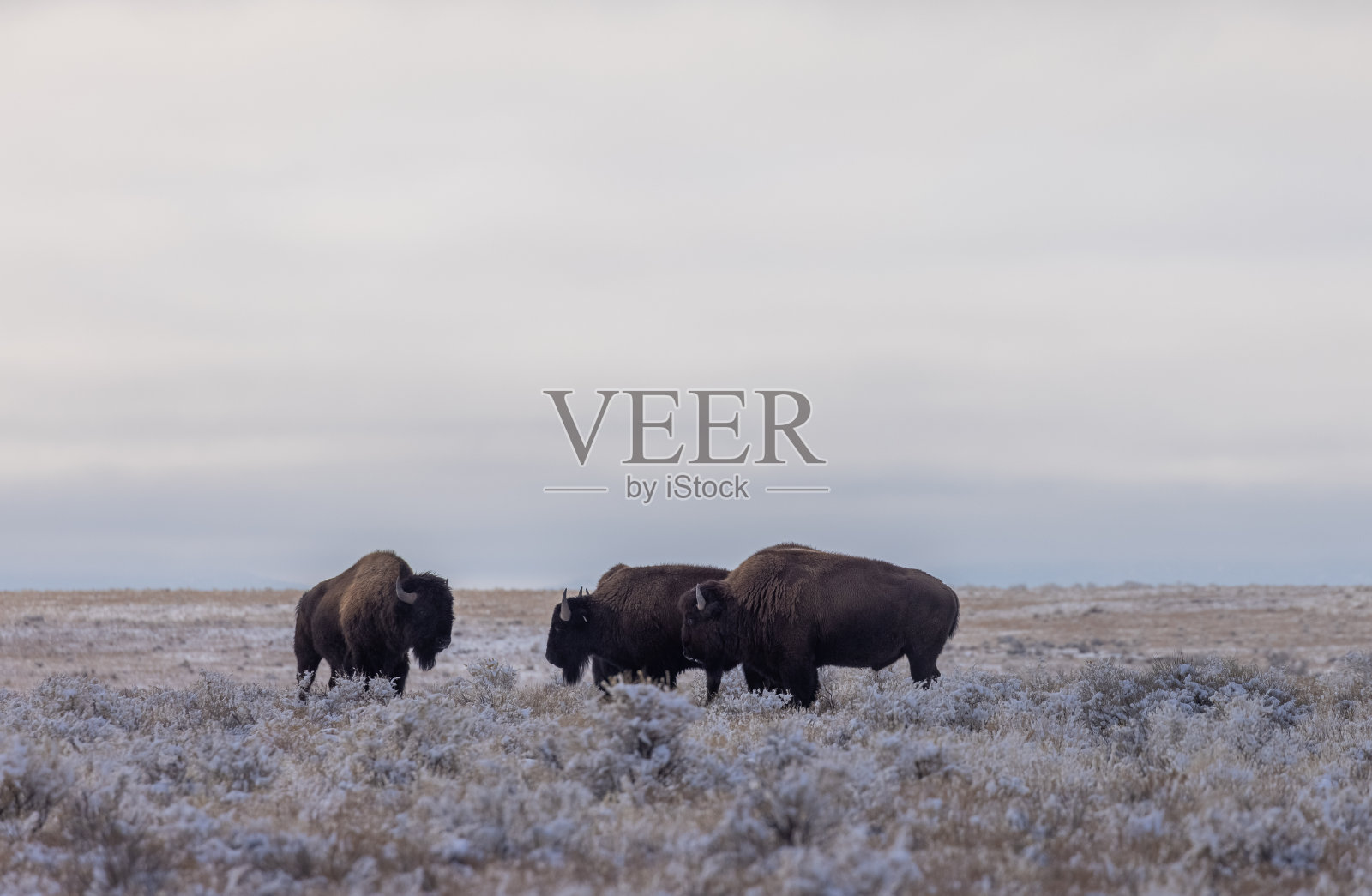 冬天在亚利桑那州北部的野牛照片摄影图片