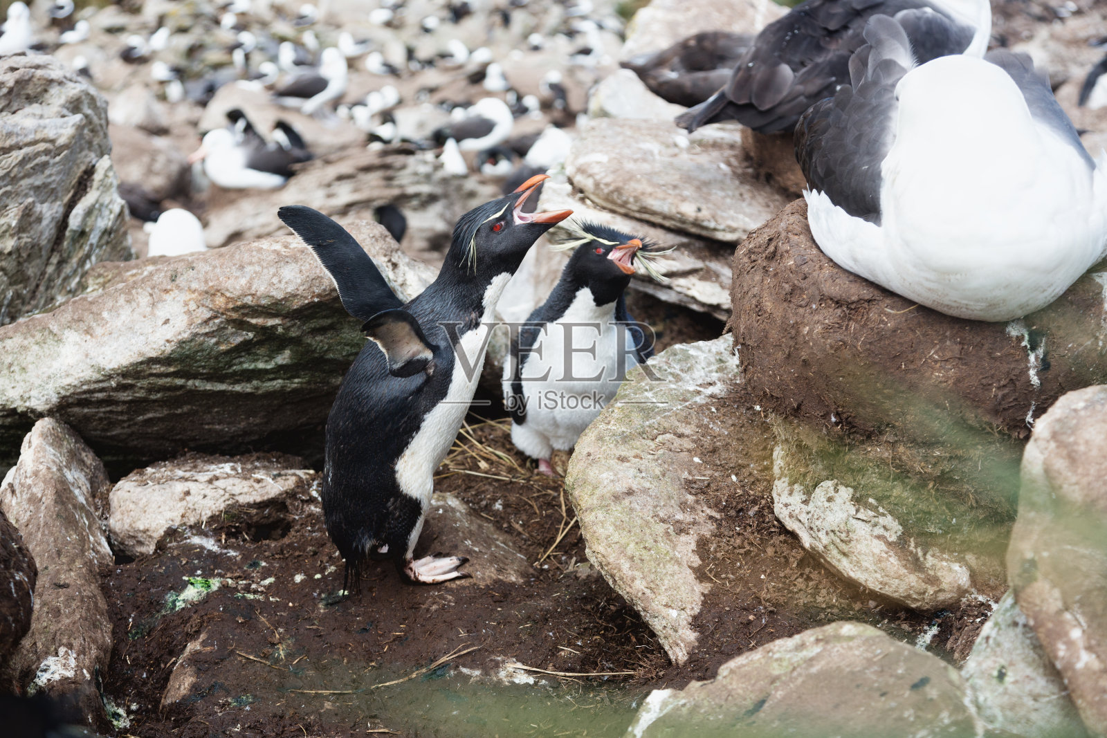 福克兰群岛的跳岩企鹅(Eudyptes chrysocome)照片摄影图片