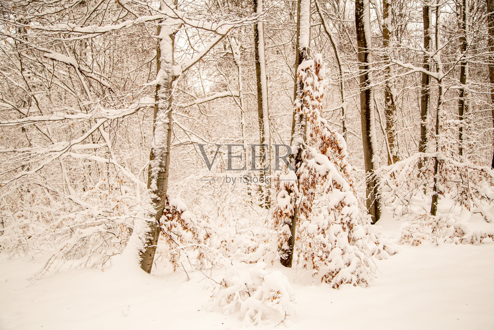 树枝上覆盖着新雪照片摄影图片
