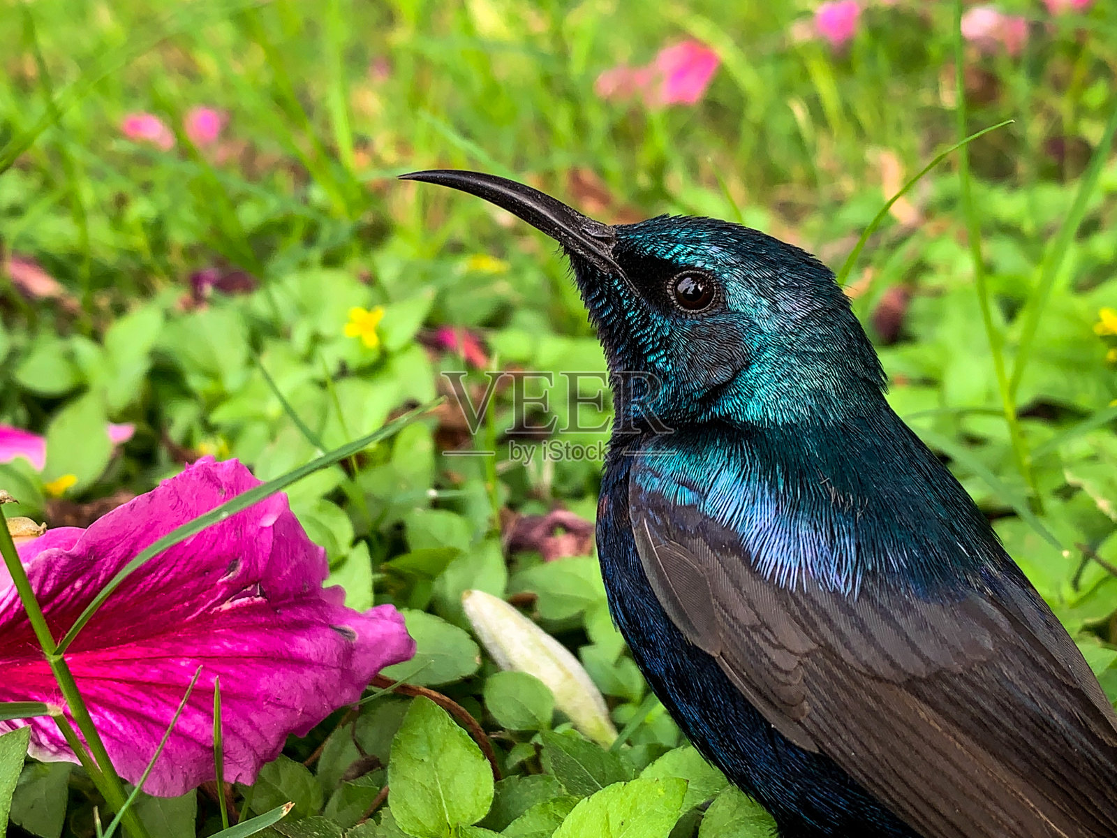 紫色的太阳鸟照片摄影图片
