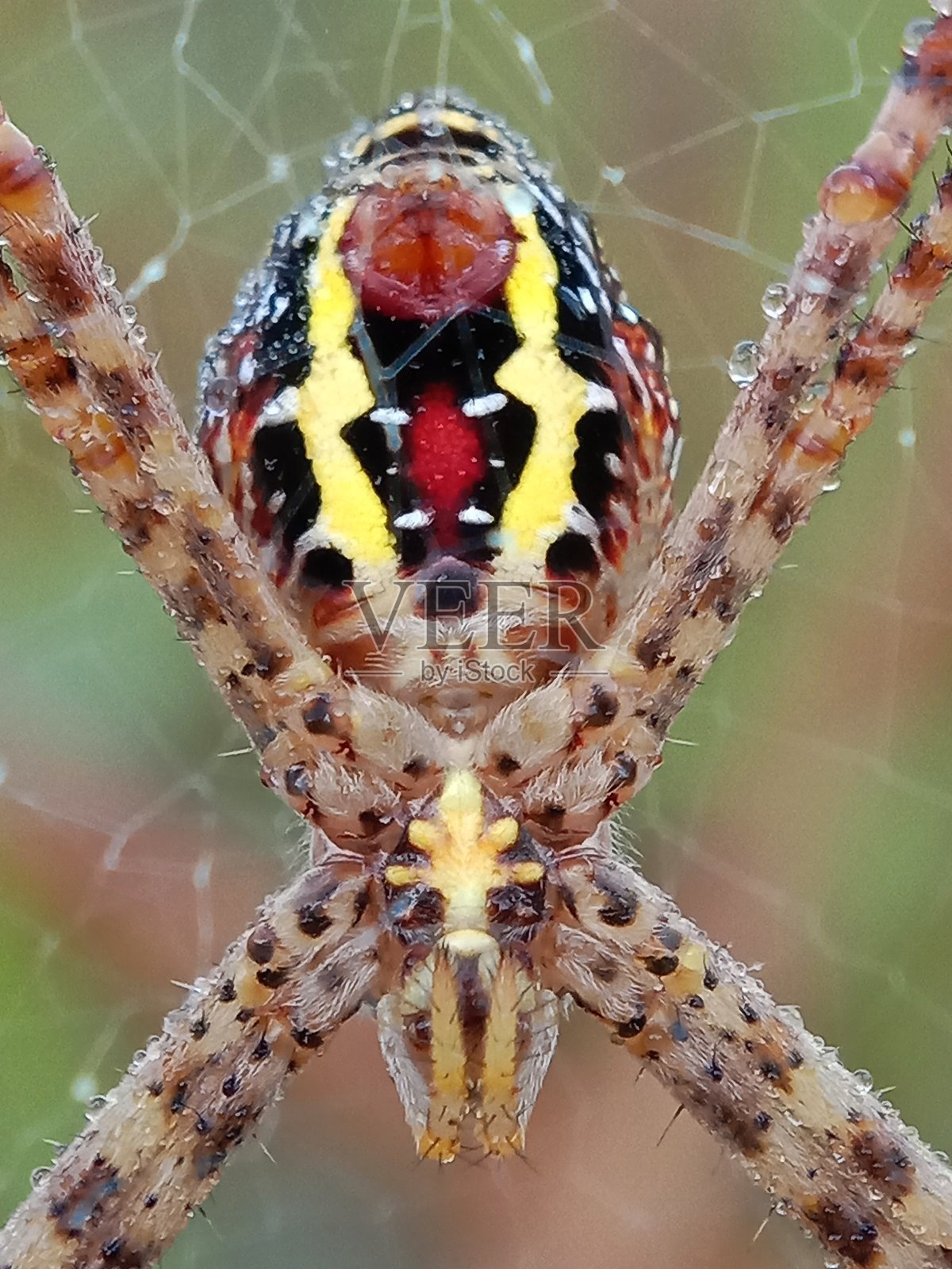 阿吉奥佩·卡泰努拉塔照片摄影图片
