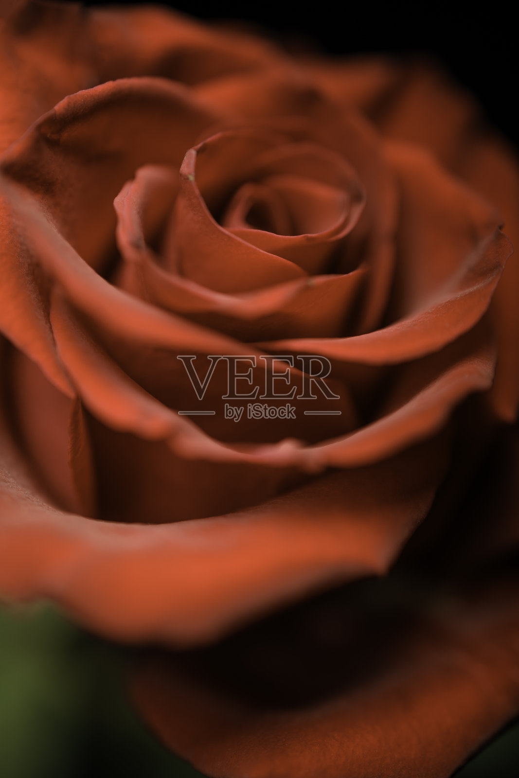 红玫瑰背景照片摄影图片