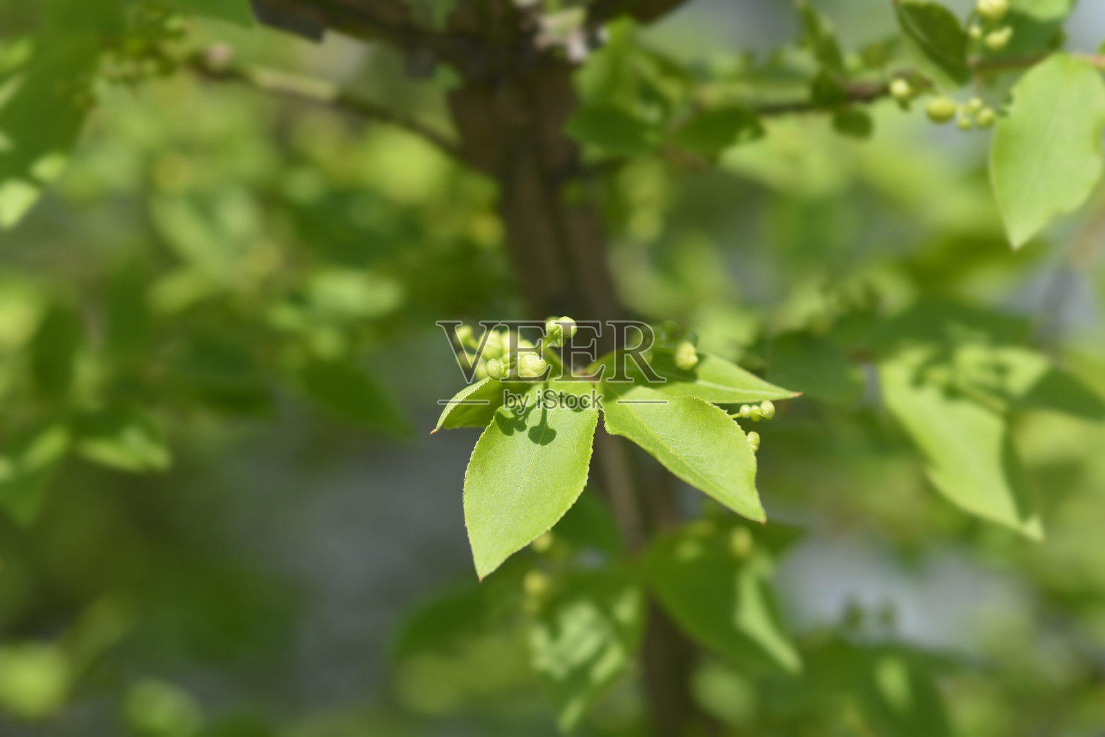 燃烧的树丛照片摄影图片