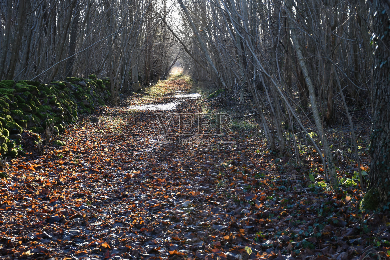 秋色的榛树林中的小径照片摄影图片