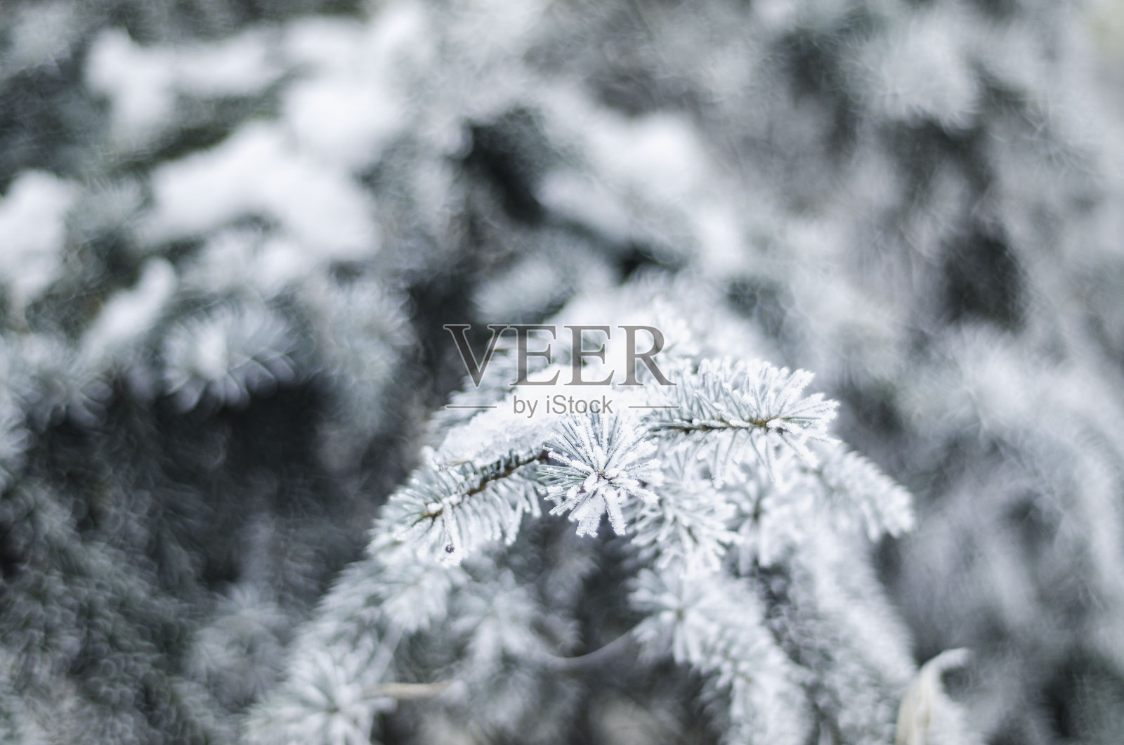 冬天的植物照片摄影图片