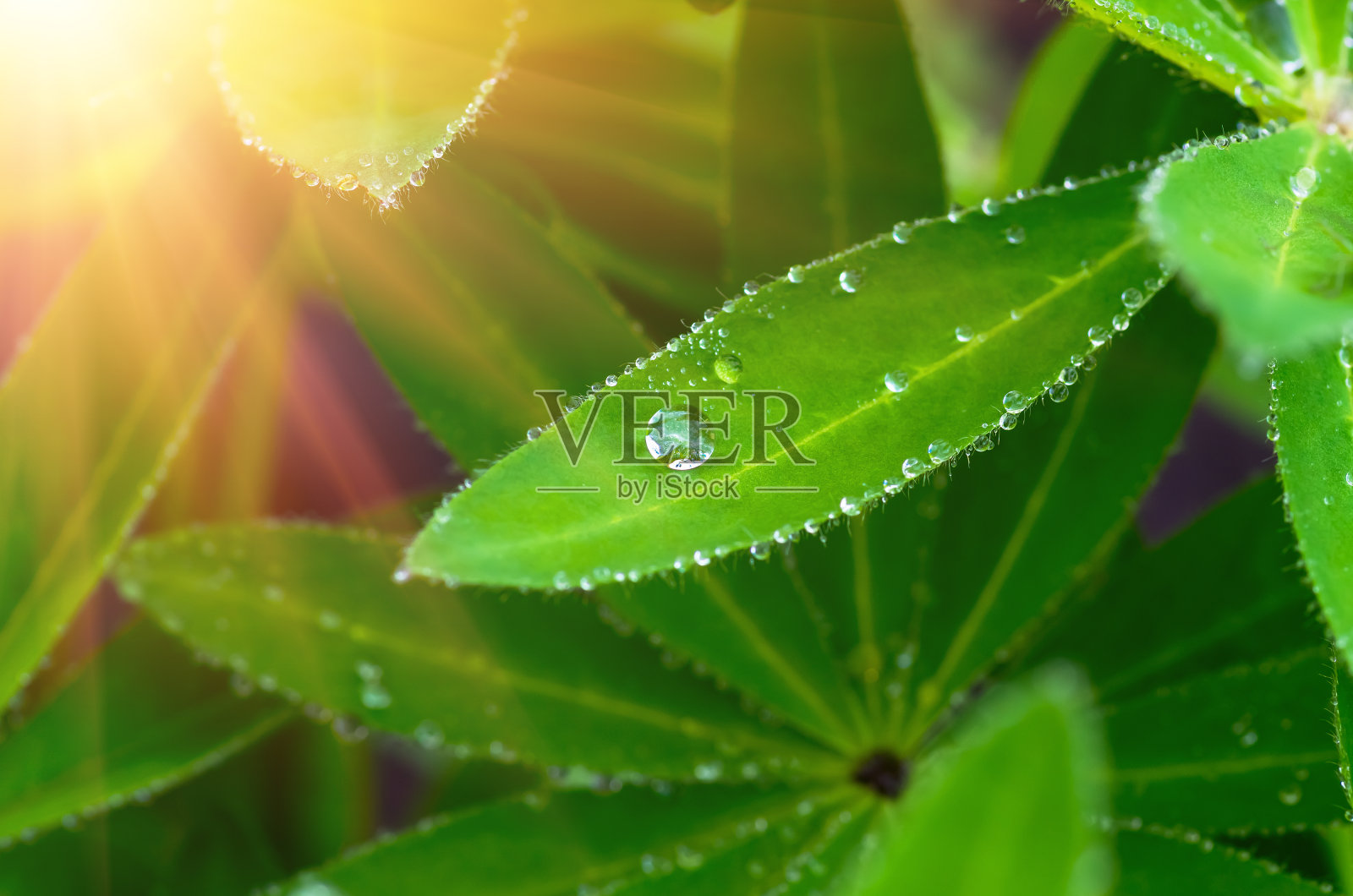 叶子上的露珠照片摄影图片