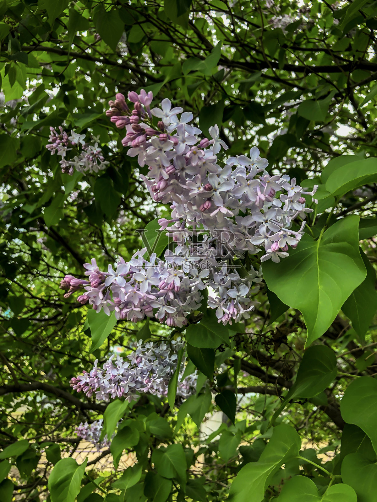 美丽的紫丁香花春天在花园里开放照片摄影图片