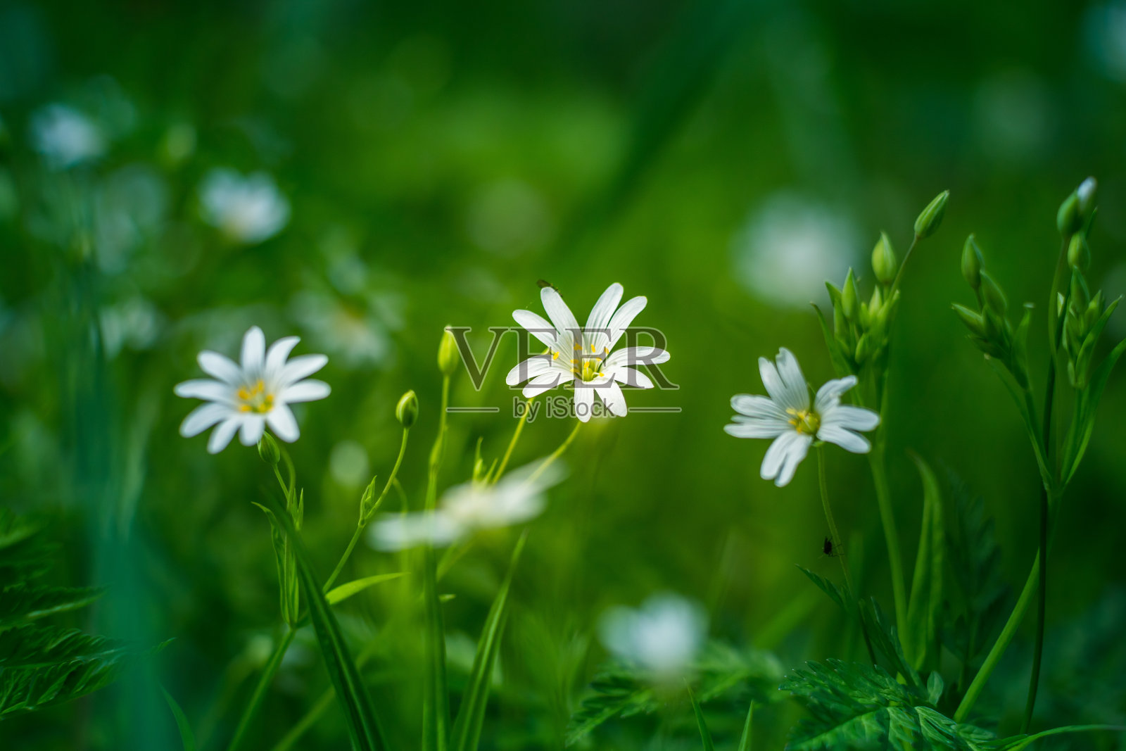 美丽的白色大绣草花盛开在森林草地上的春天。照片摄影图片