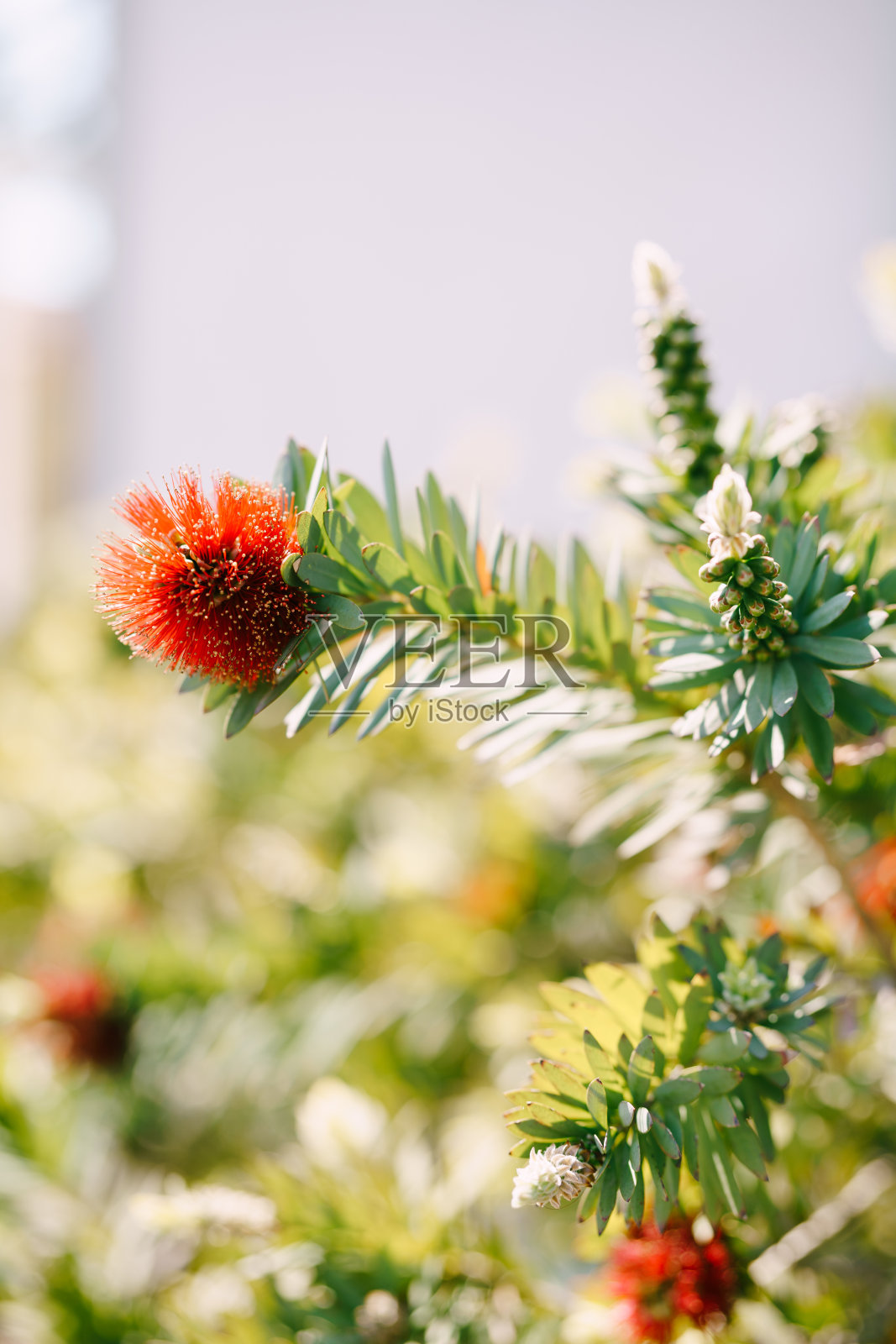 香柠檬特写，红色蓬松的花和叶子。照片摄影图片