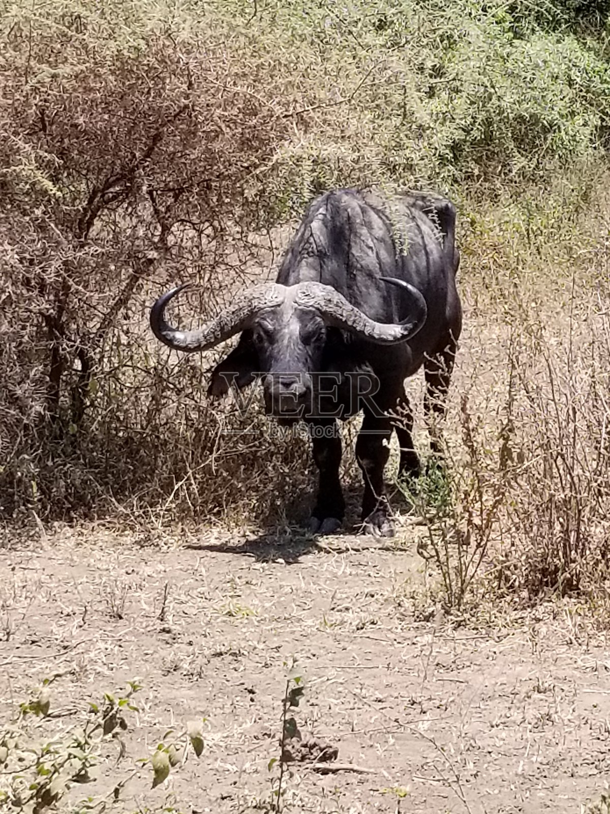 非洲赤道平原动物的头拍照片摄影图片
