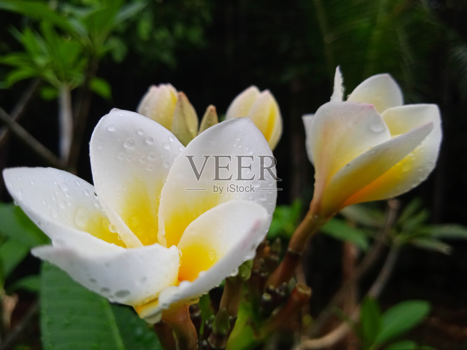 院子里鸡蛋花盛开照片摄影图片