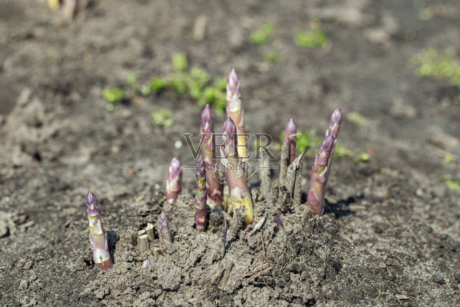 有机芦笋生长在菜园里。实用而昂贵的农产品。照片摄影图片