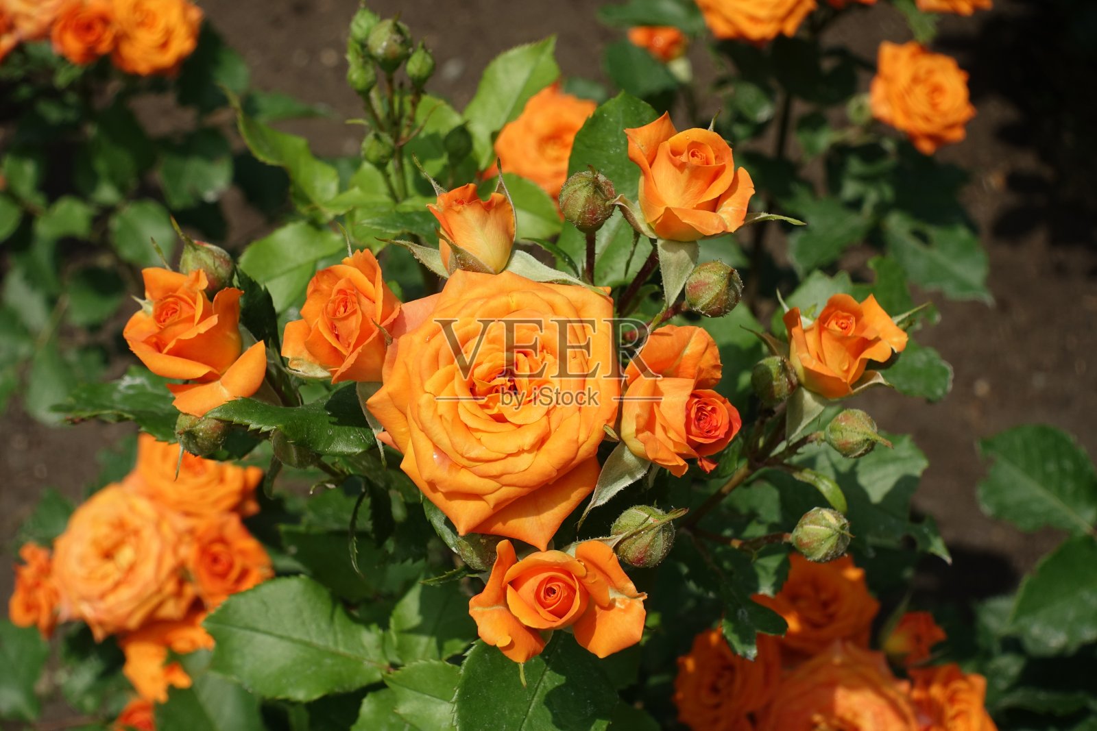 六月里没有完全开放的桔黄色玫瑰花照片摄影图片