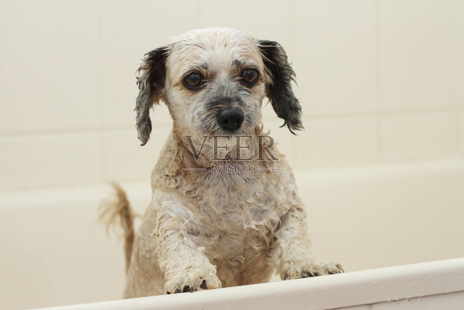 高级小狗洗澡照片摄影图片