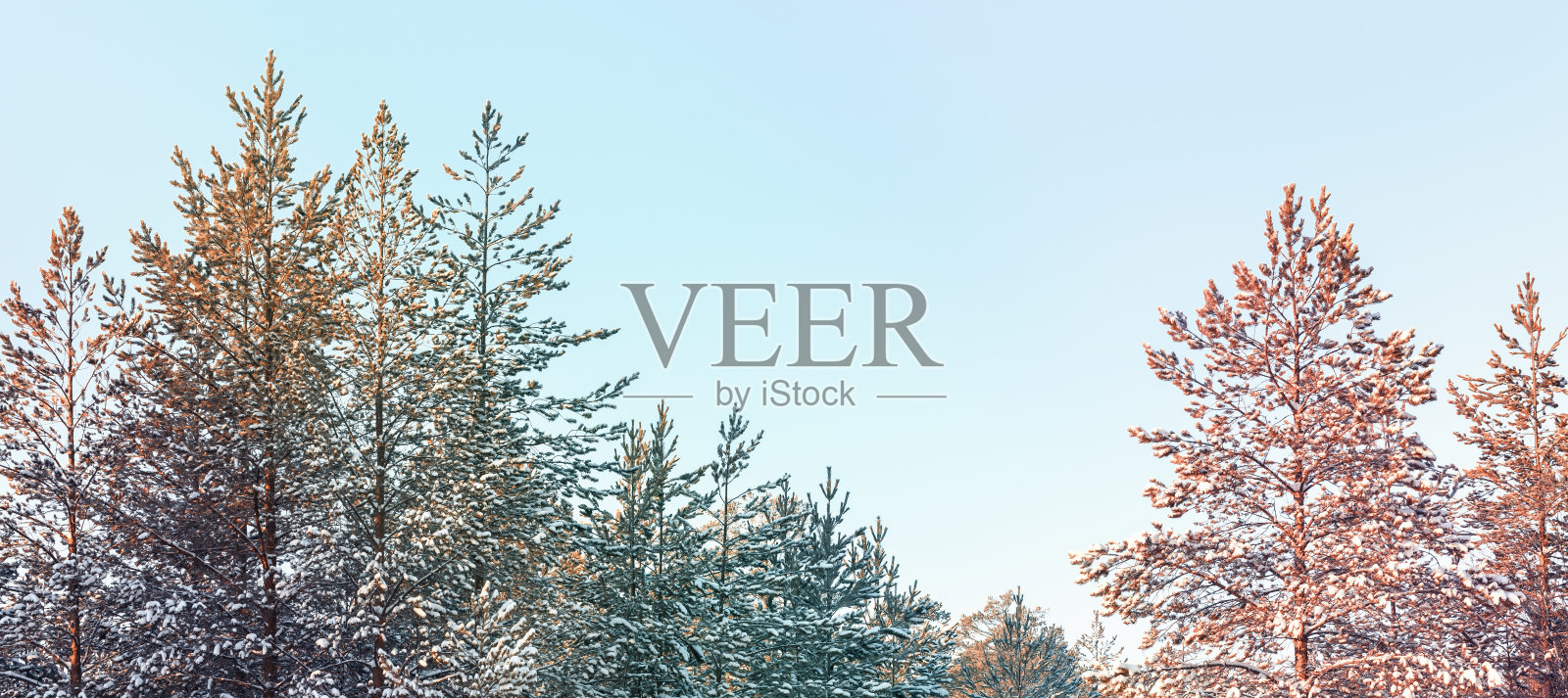 松林下着冬雪的傍晚。西伯利亚针叶林油漆。照片摄影图片