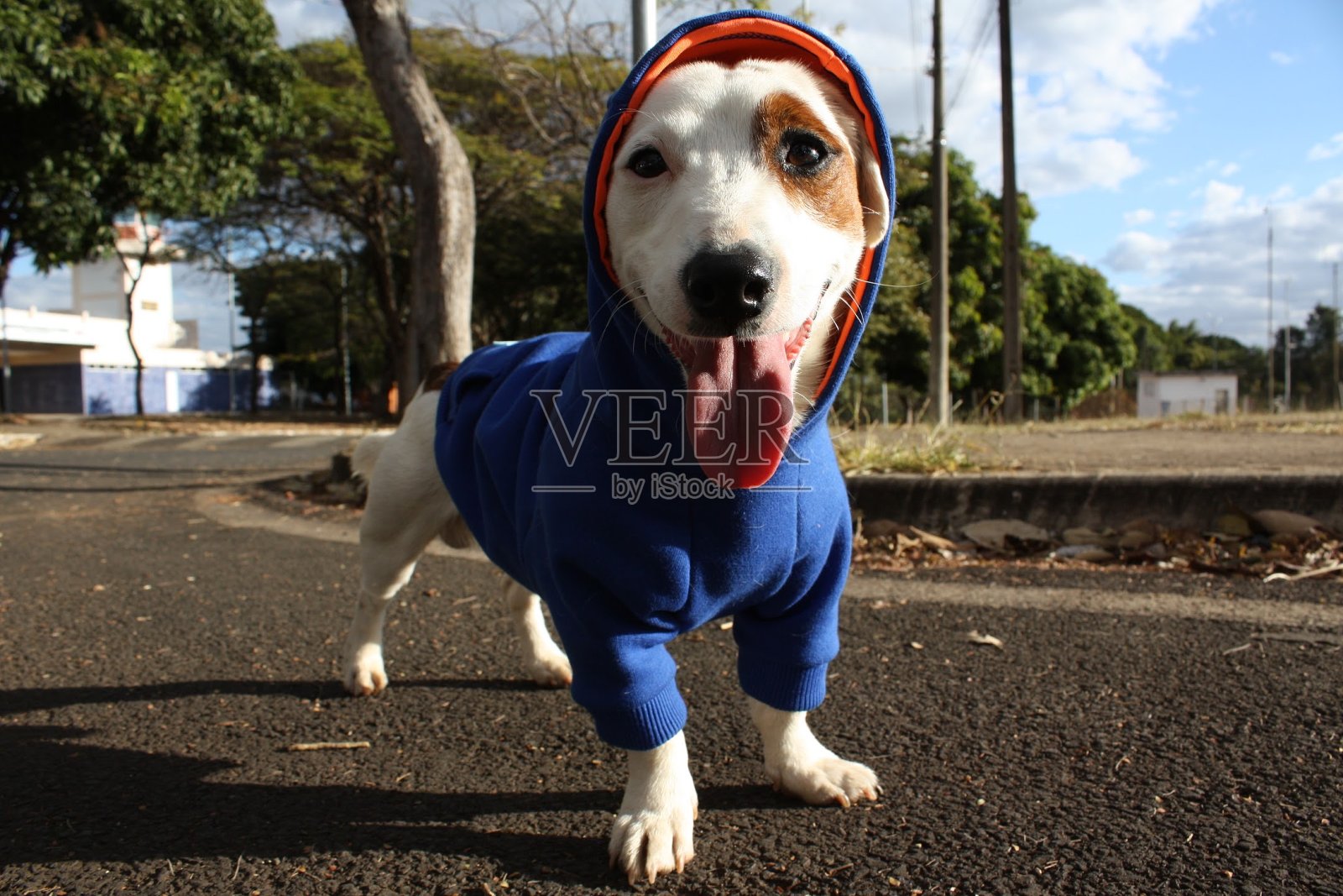 杰克罗素照片摄影图片